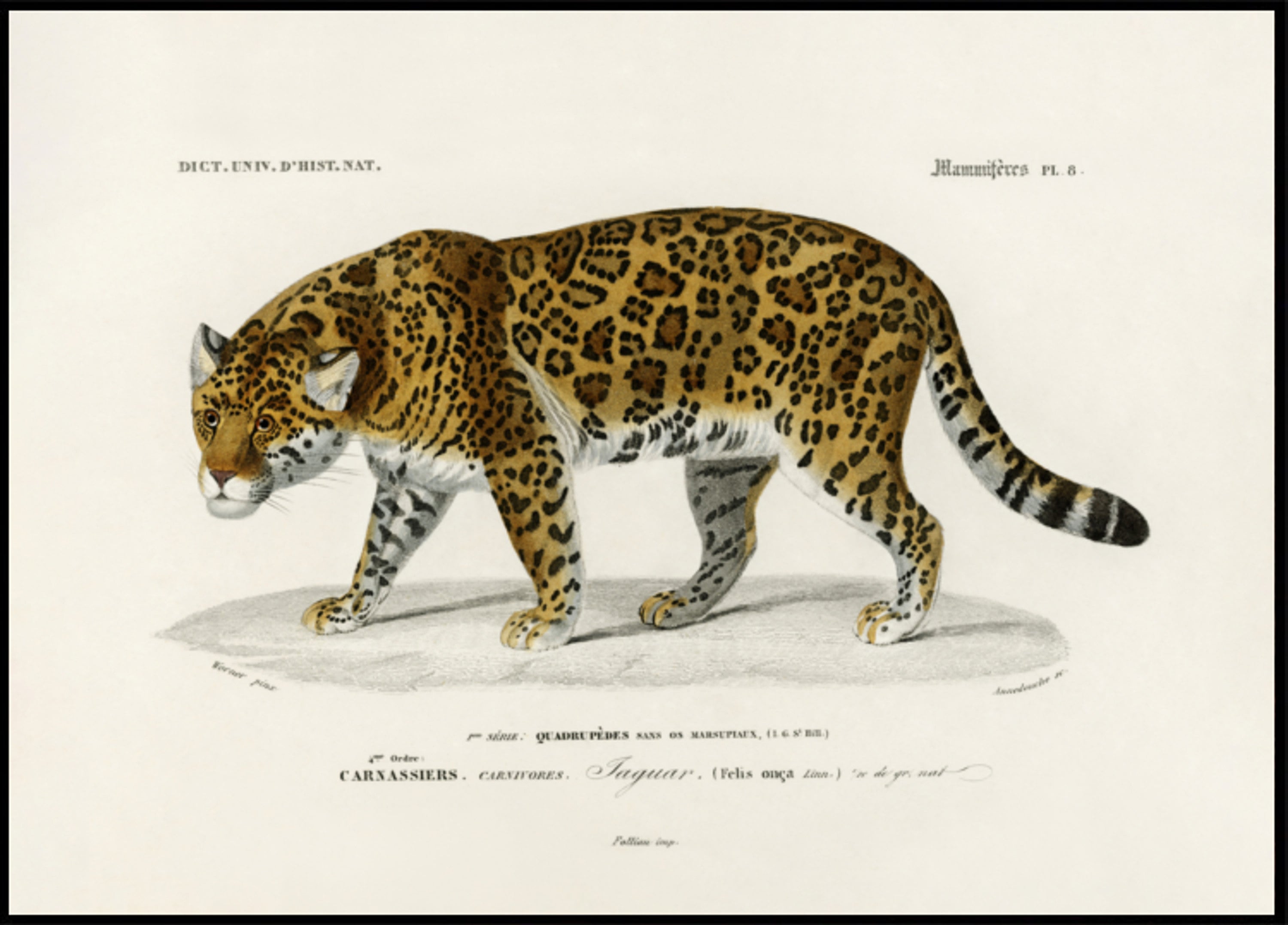 Onça-pintada (Panthera Onca)