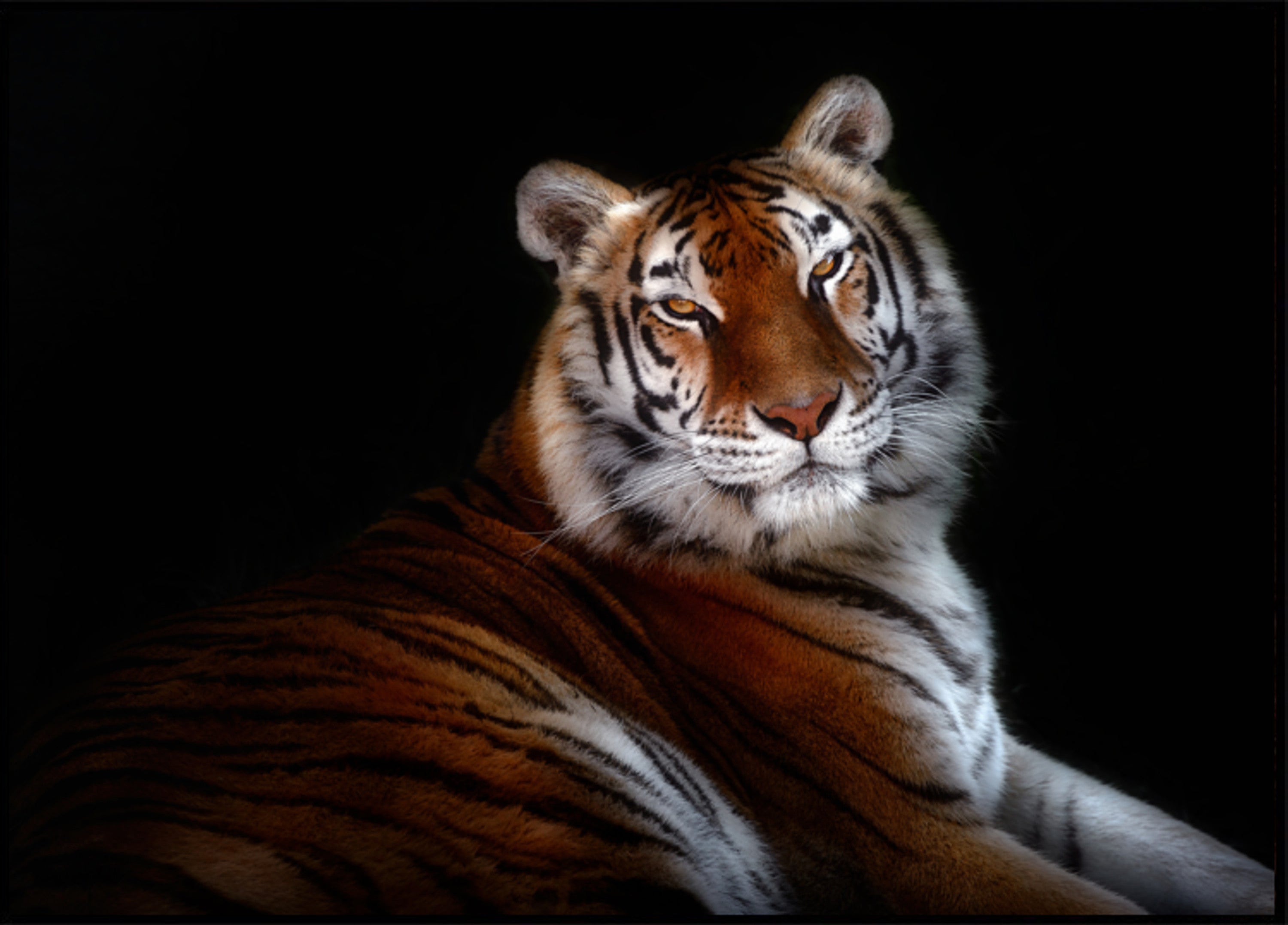 Majestoso olhar do tigre