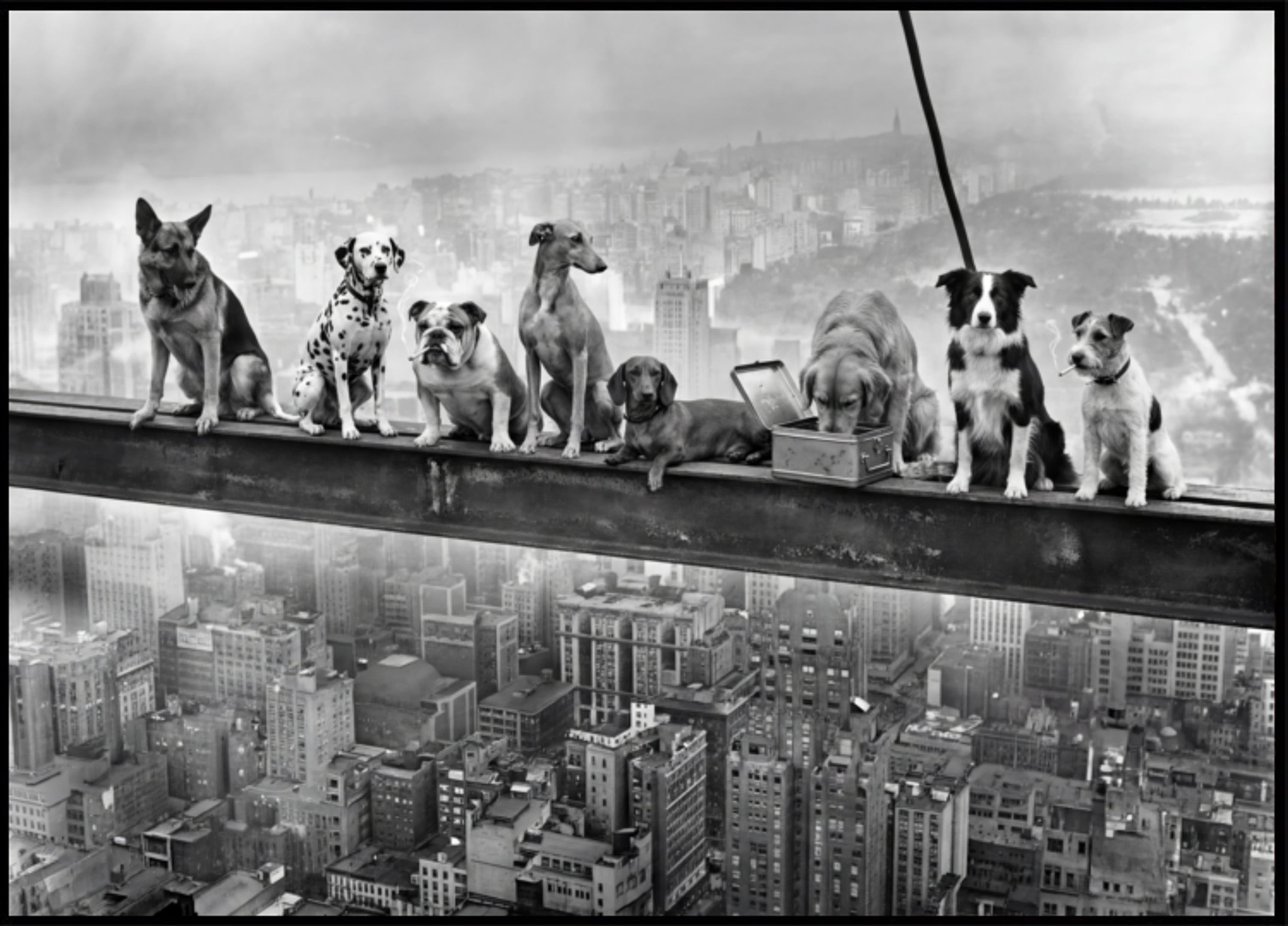 Cães urbanos ousados