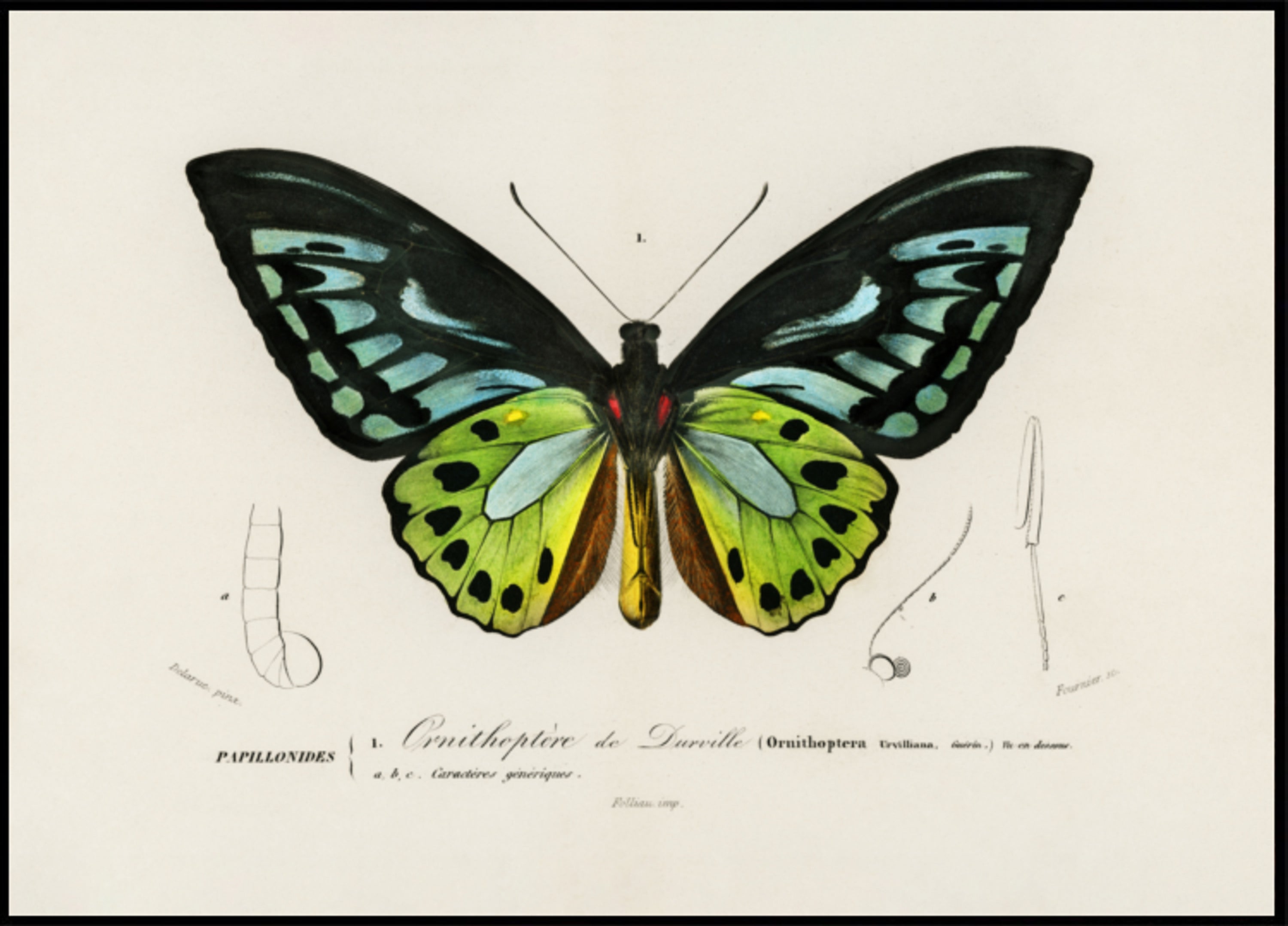 Borboleta Asa de Pássaro Verde