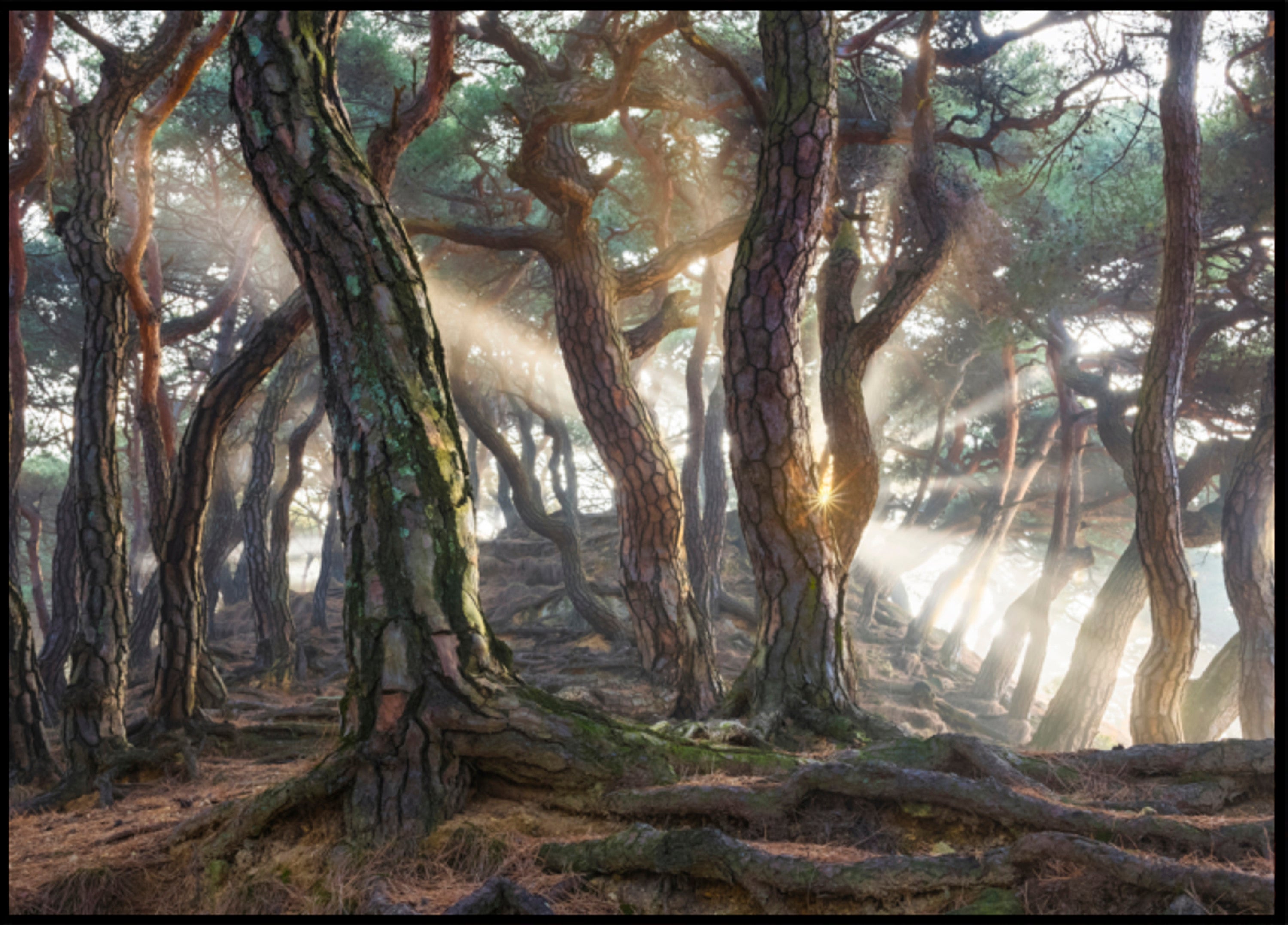 Raios de sol da floresta enevoada