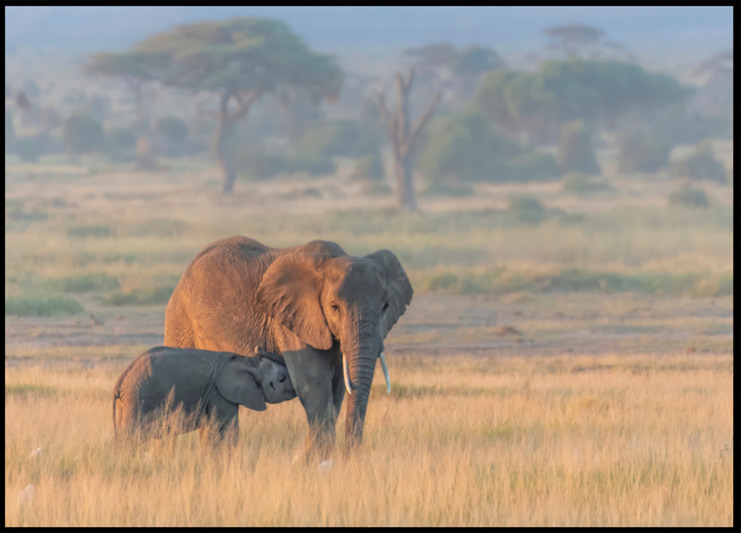 Filhote de mãe elefante africano