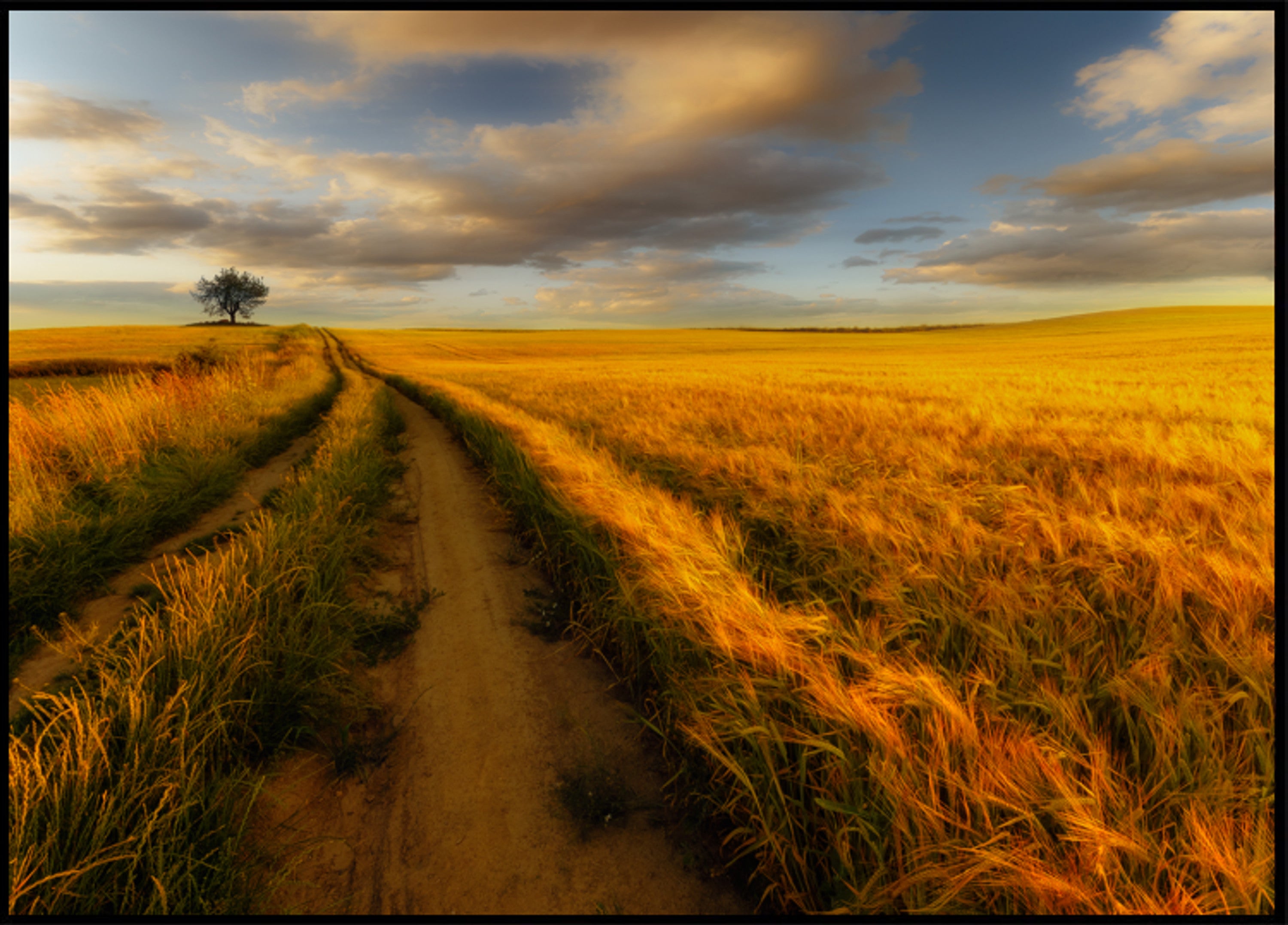 Caminho do Campo de Trigo Dourado