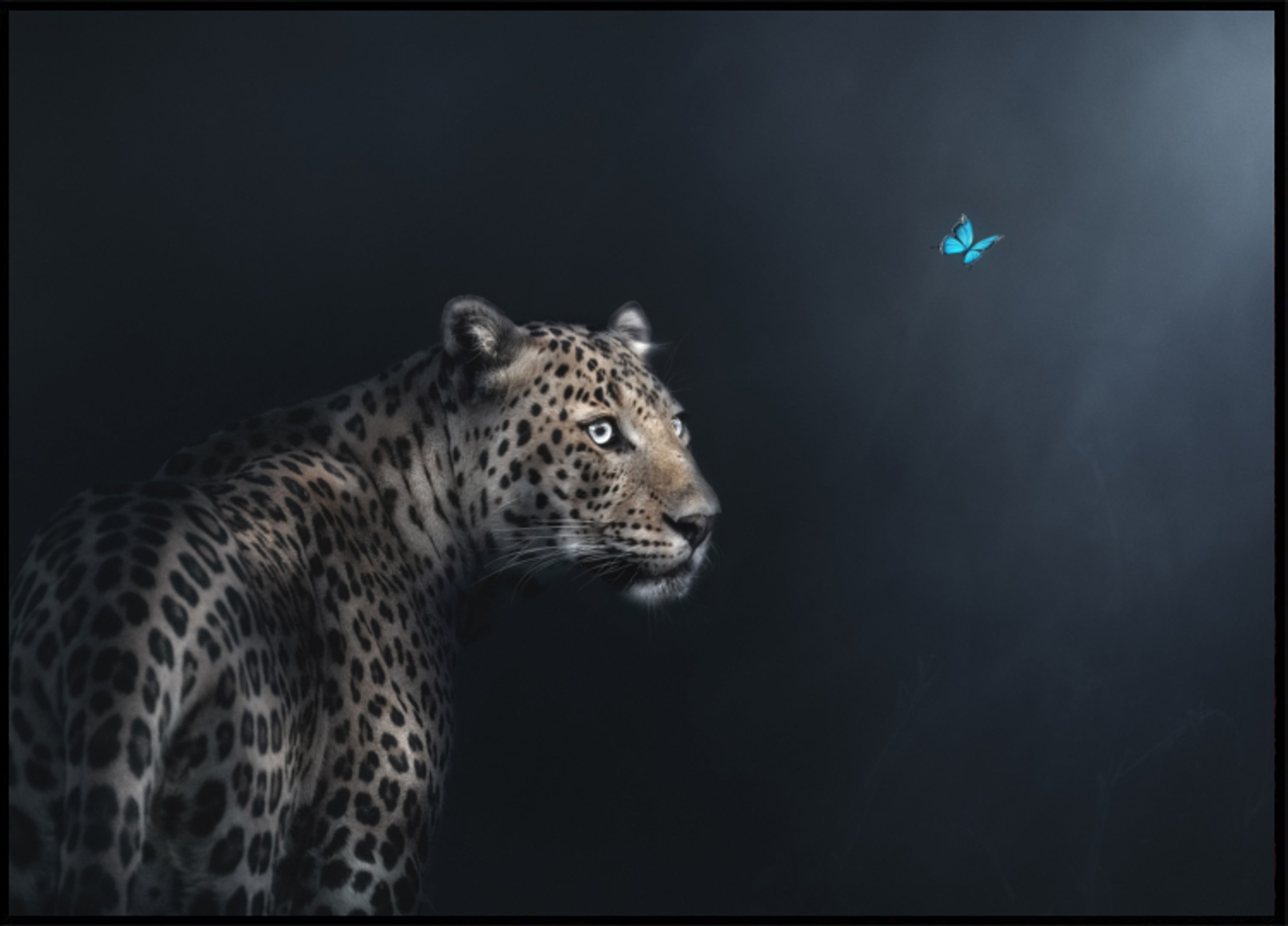 Gaze Borboleta Leopardo