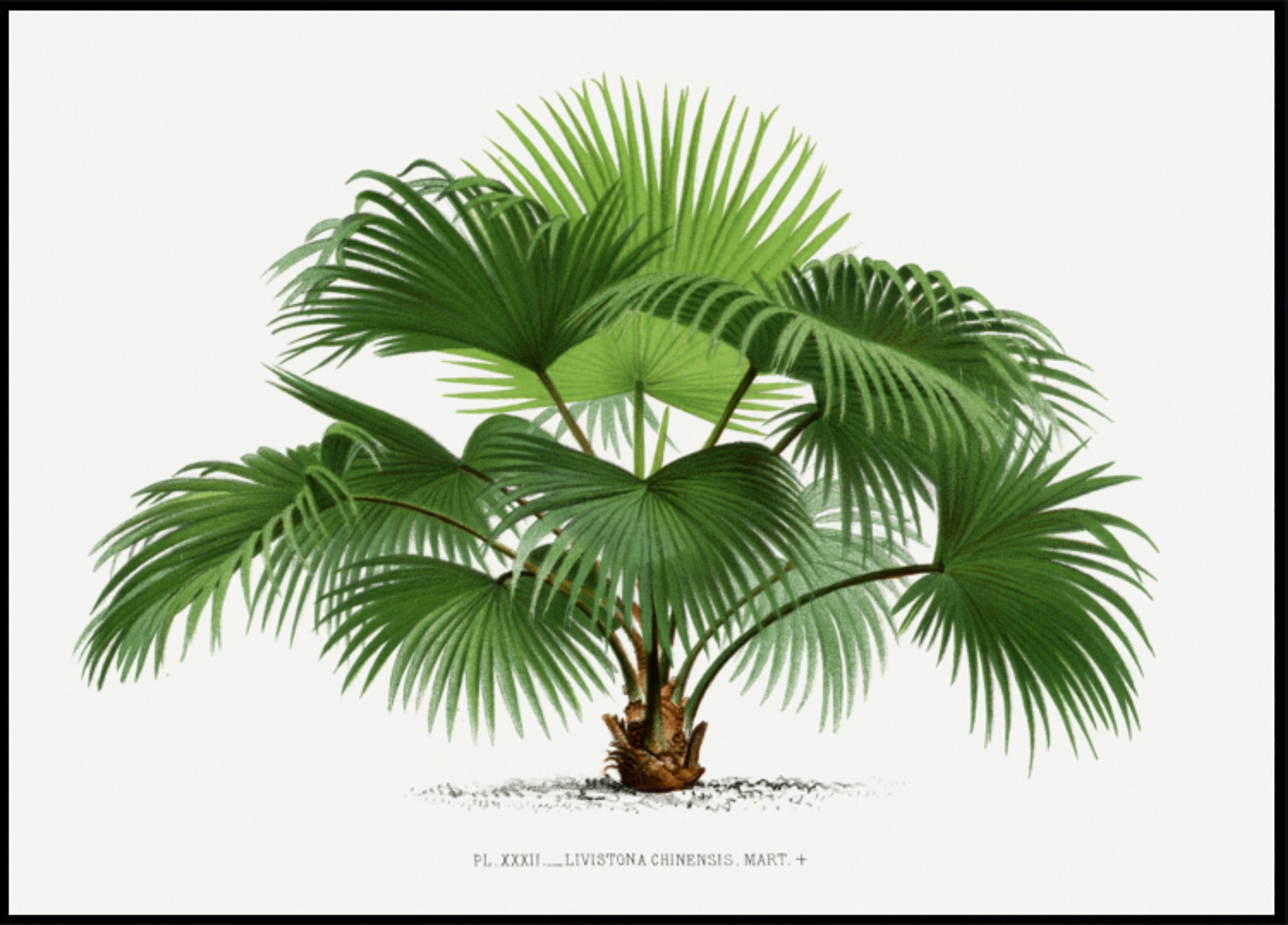 Livistona C.