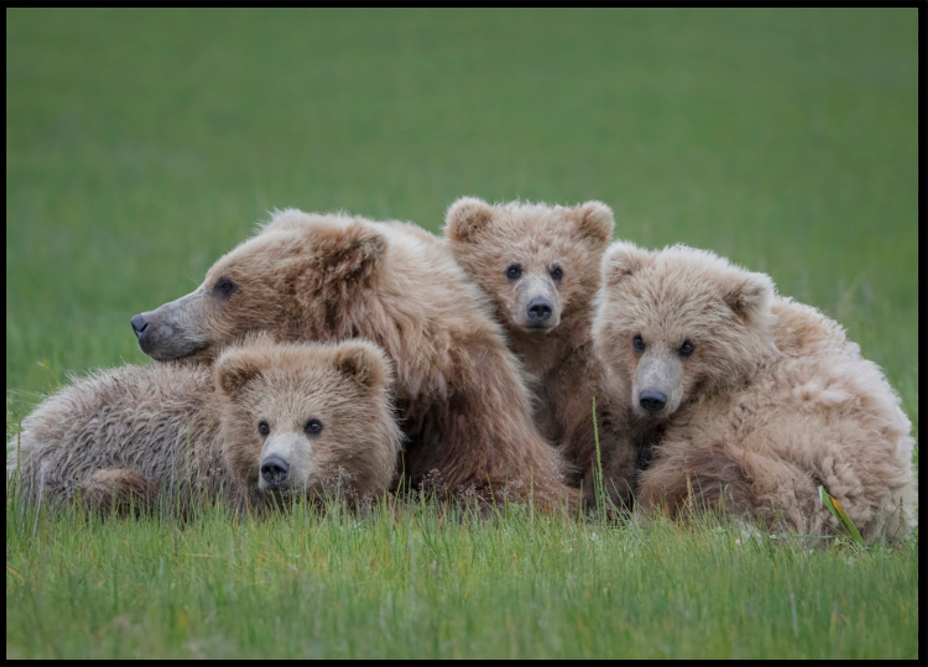 Família Urso Pardo