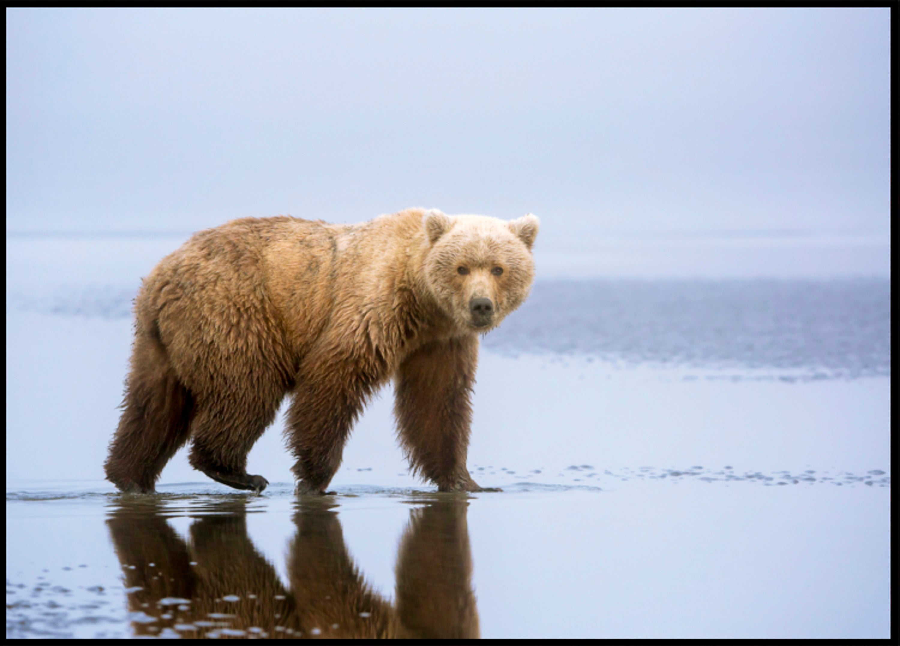 Reflexo do Urso Pardo