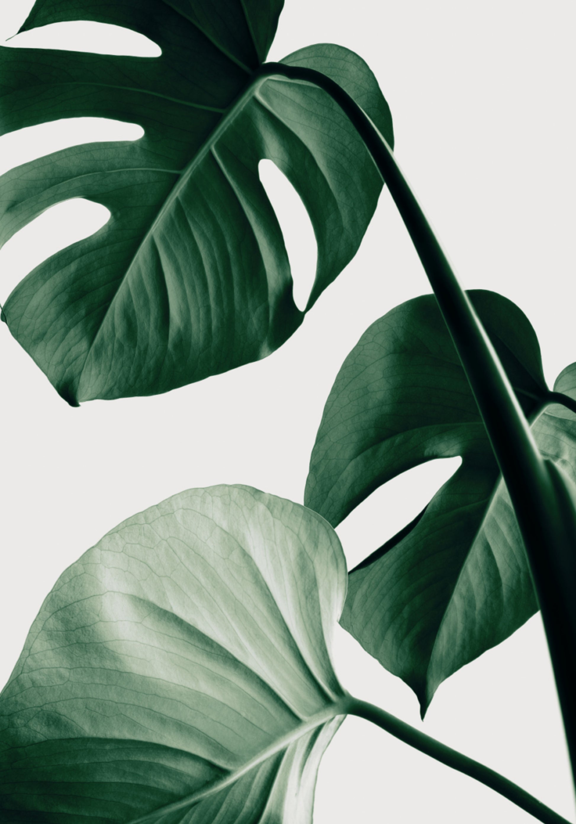 Folhas exuberantes de Monstera