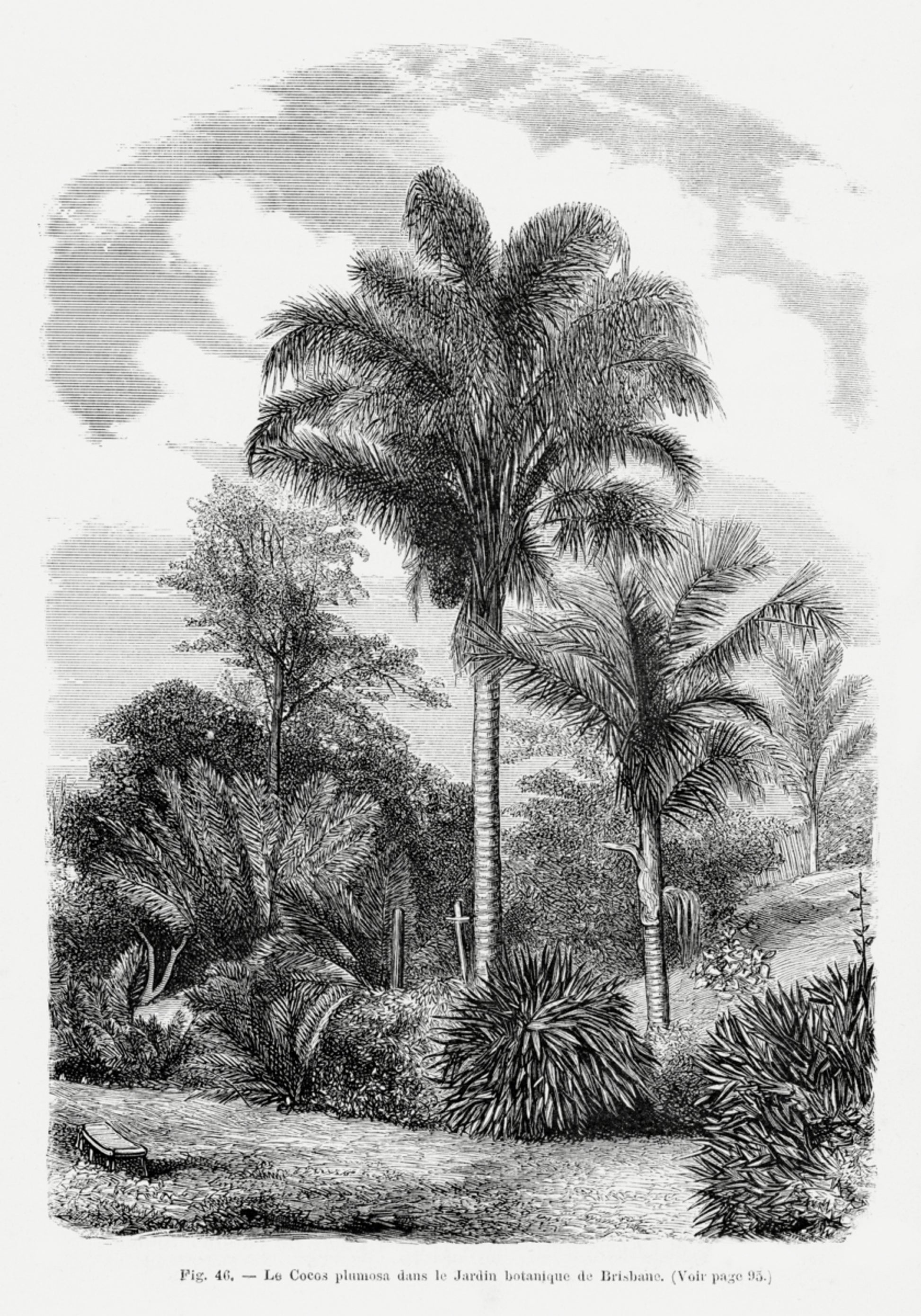 Desenho de palmeira vintage Vi
