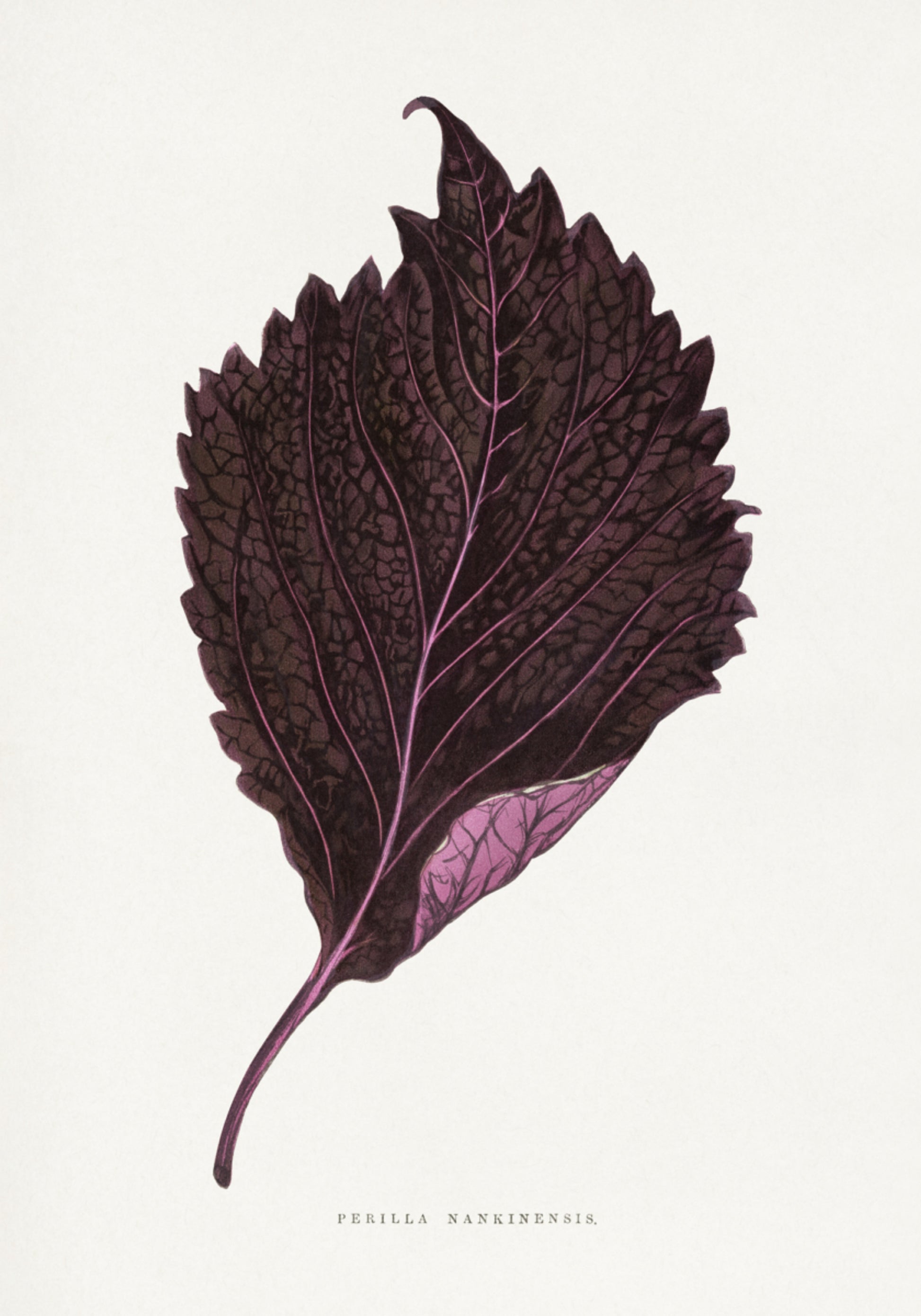 ilustração de folha rosa Perilla Nankinensis