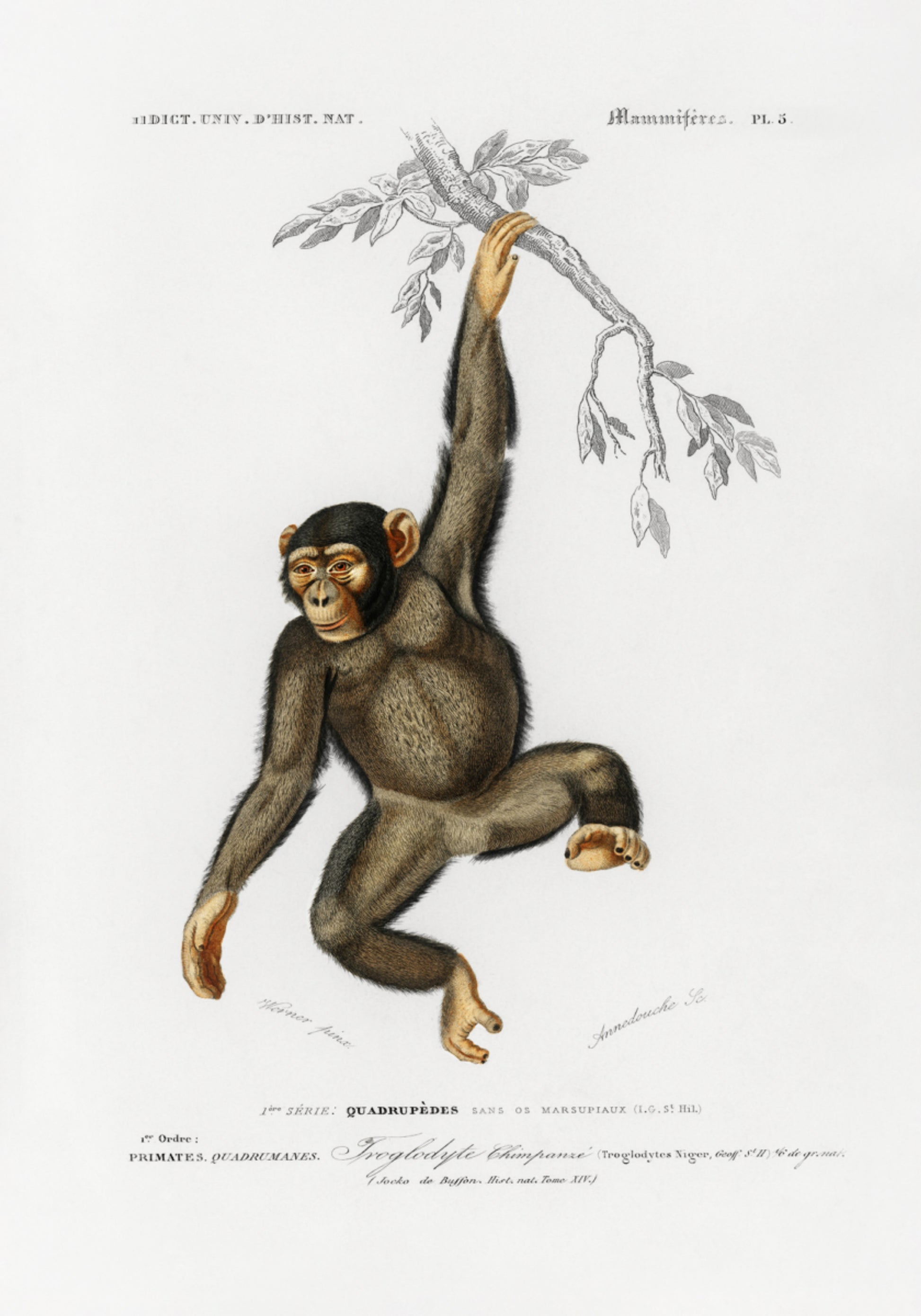 Chimpanzé