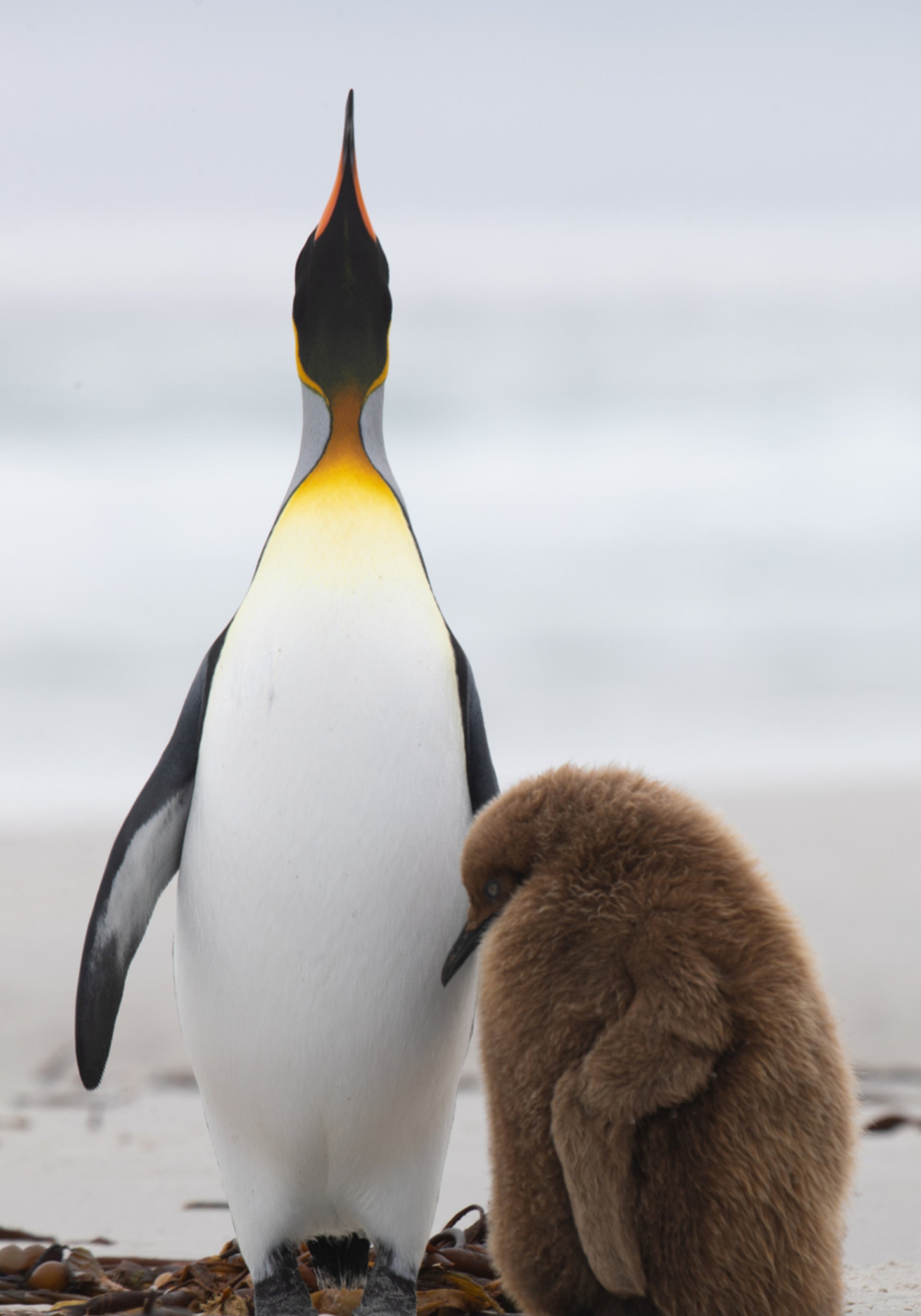 Família de pinguins na praia