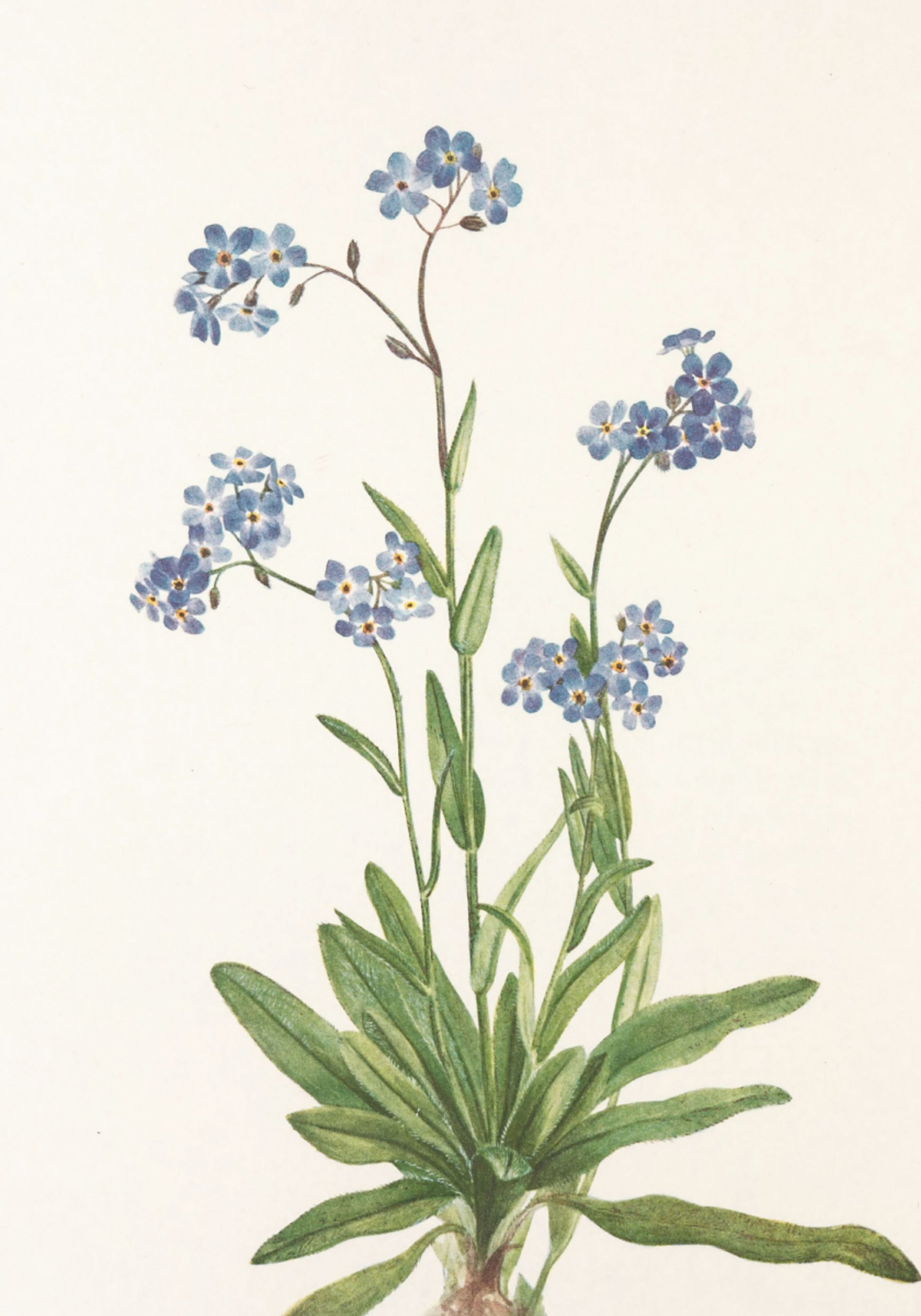 Alpine Forget Me Not From North American Wildflowers (1925) Por Mary Vaux Walcott