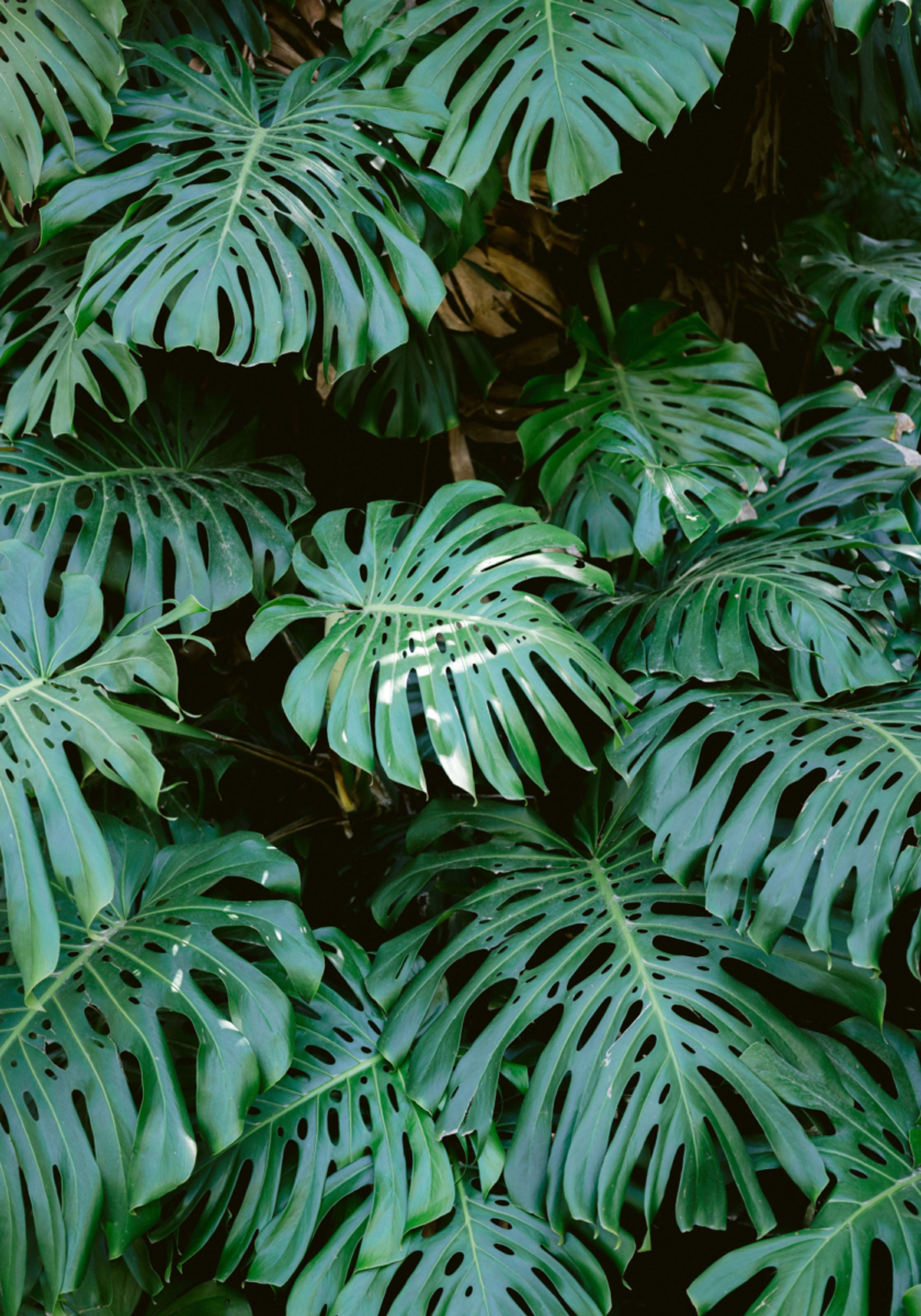 Muralha Monstera em Lisboa