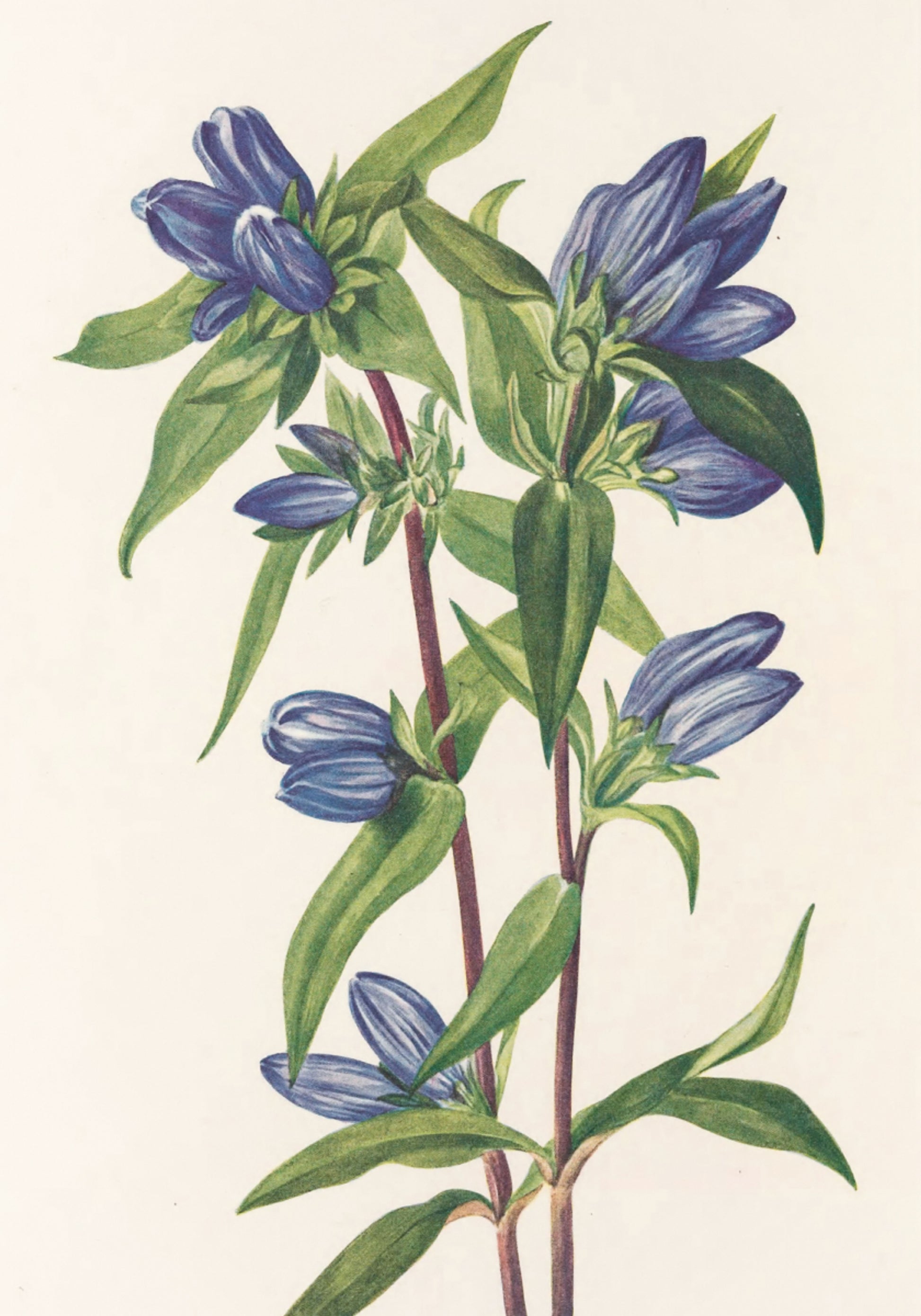 Garrafa de genciana de flores silvestres da América do Norte (1925), de Mary Vaux Walcott