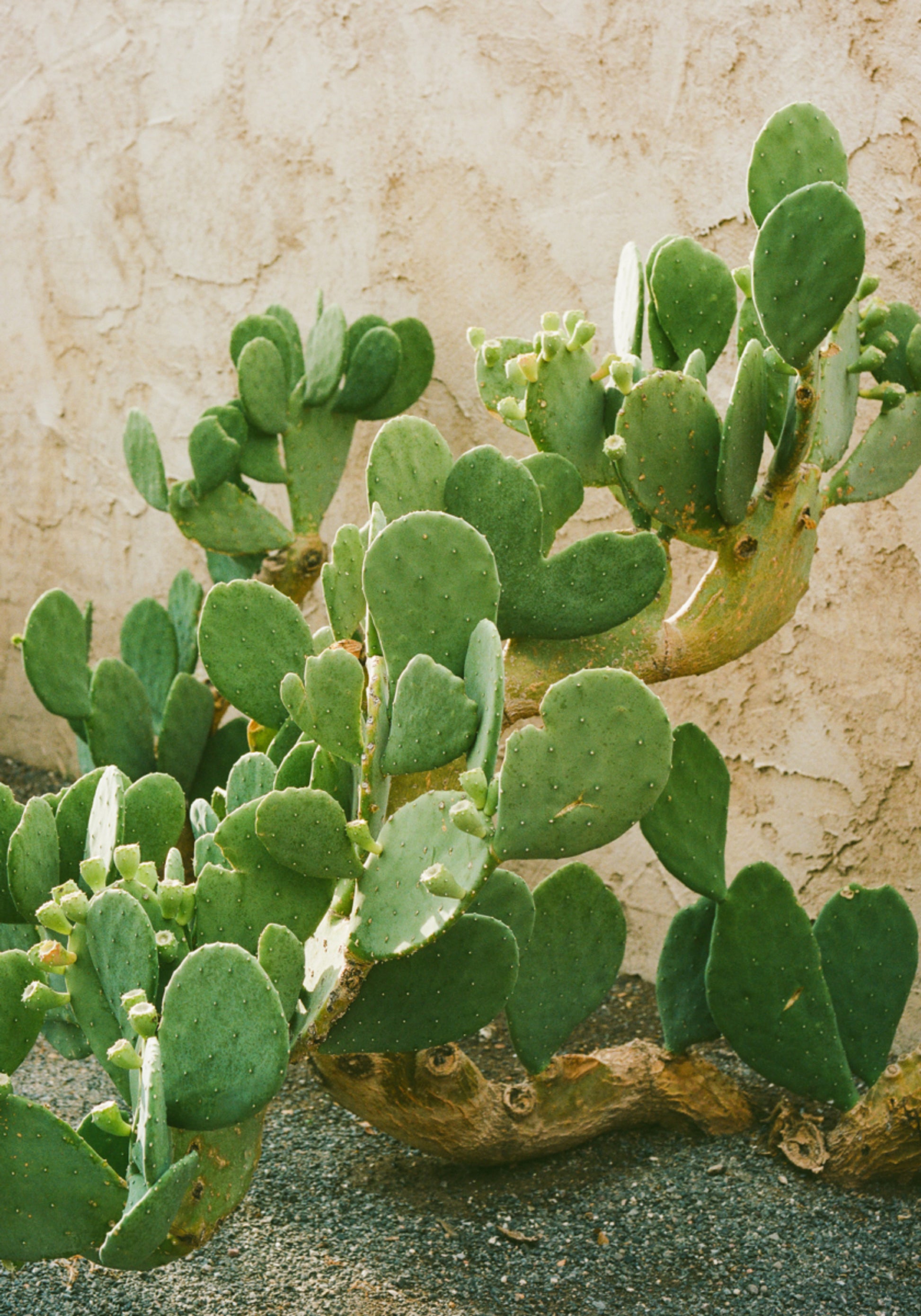 Cacto de pera espinhosa verde