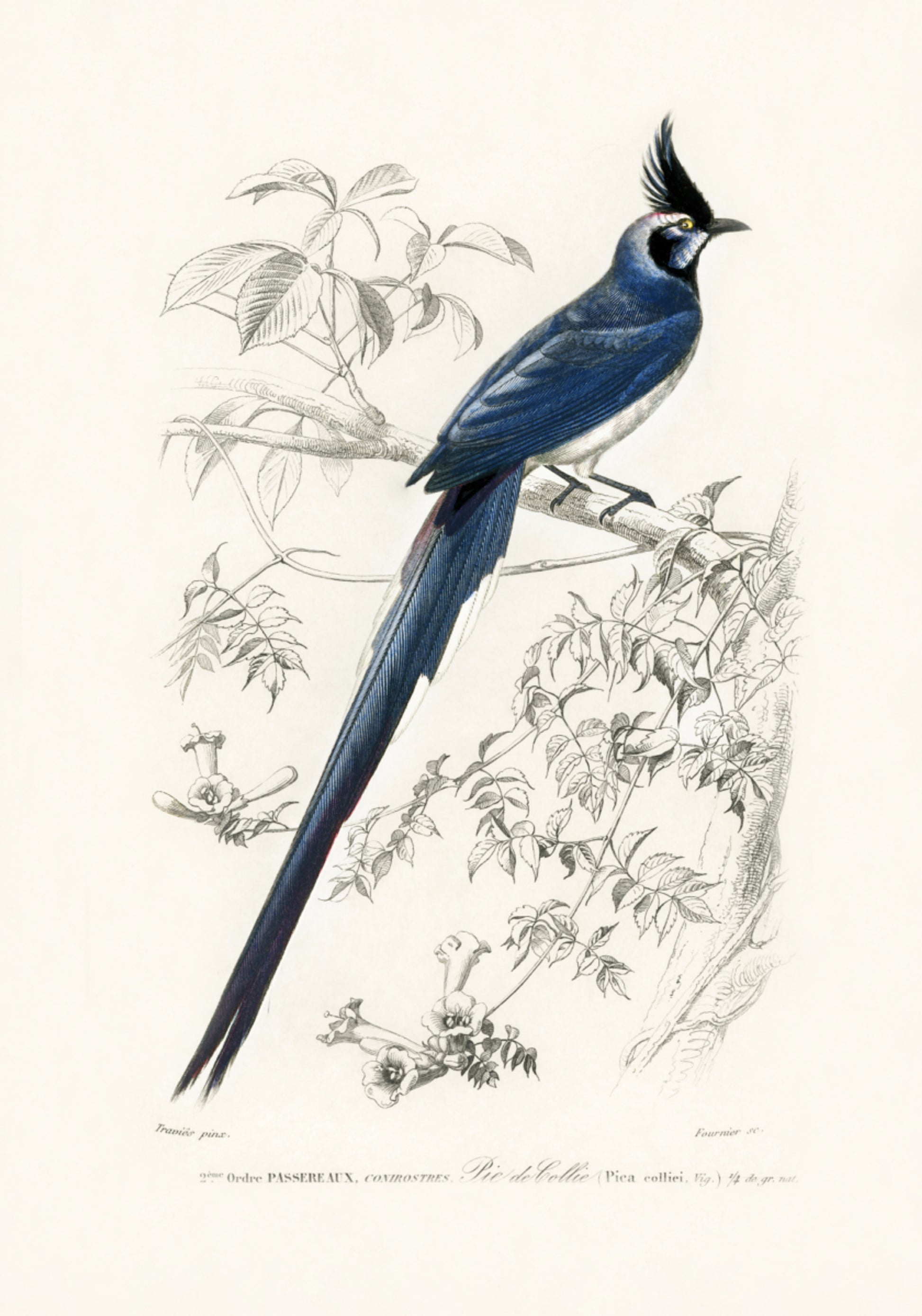 Pega-de-garganta-preta Jay