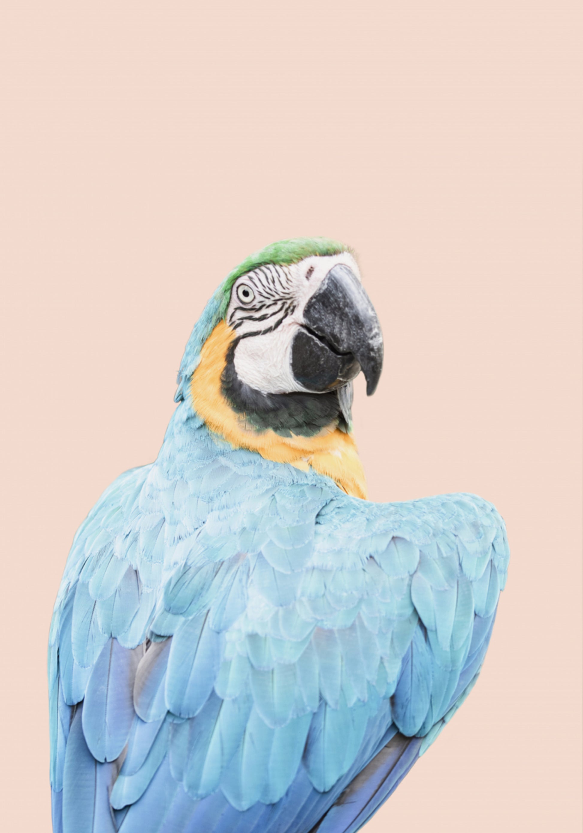 Arara Azul