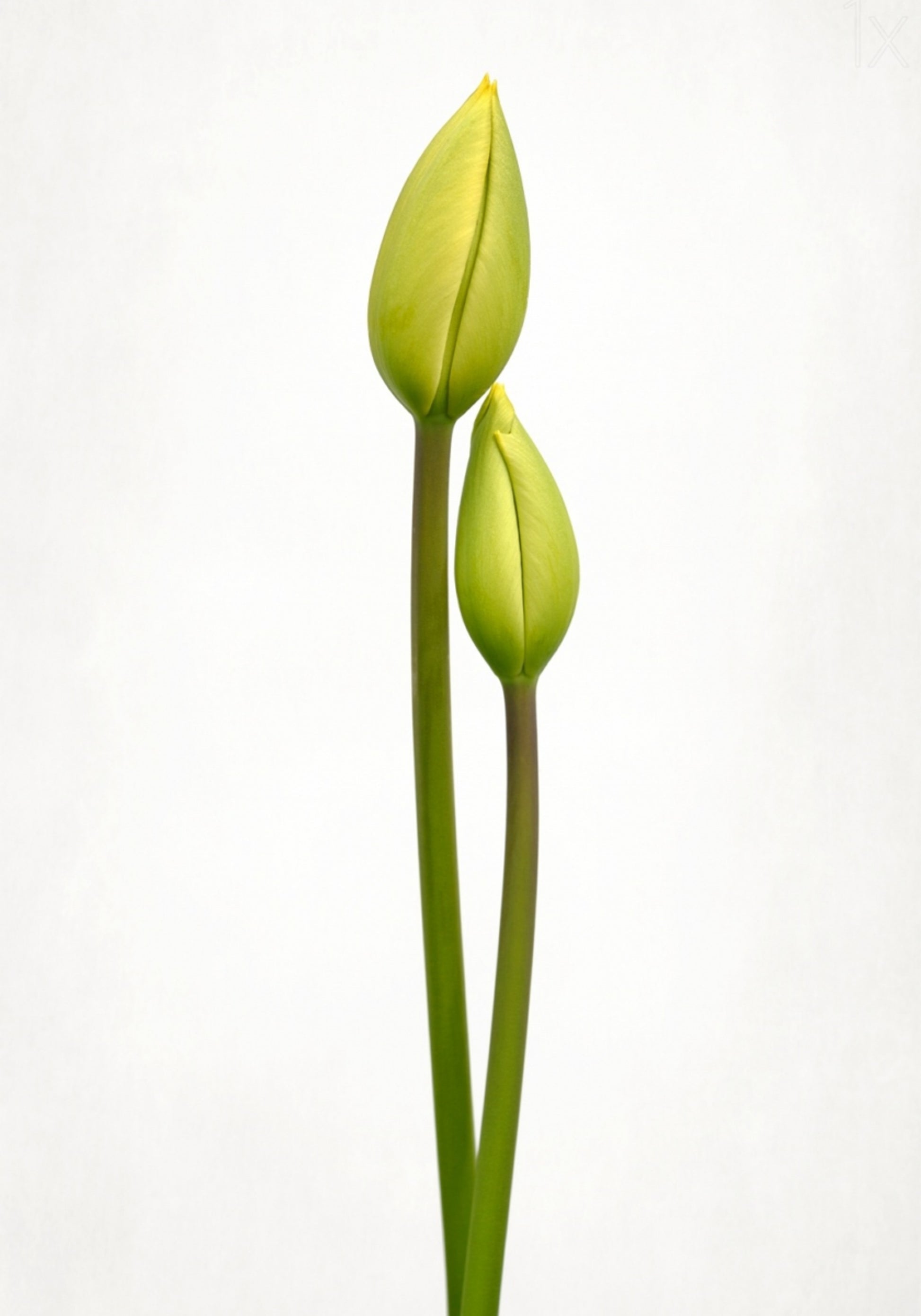 Botões de tulipa verde