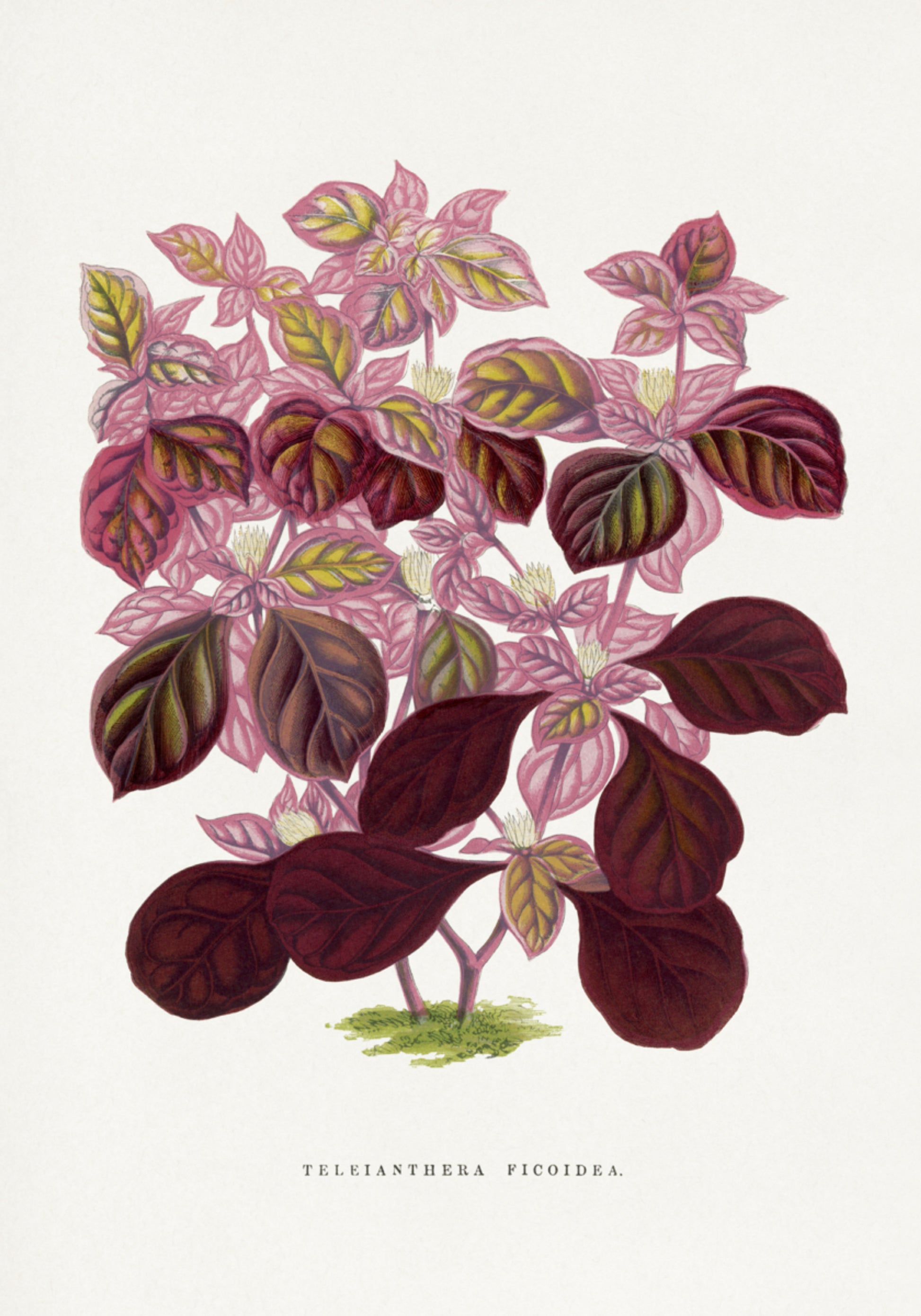 ilustração de folha rosa Teleianthera Ficoidea