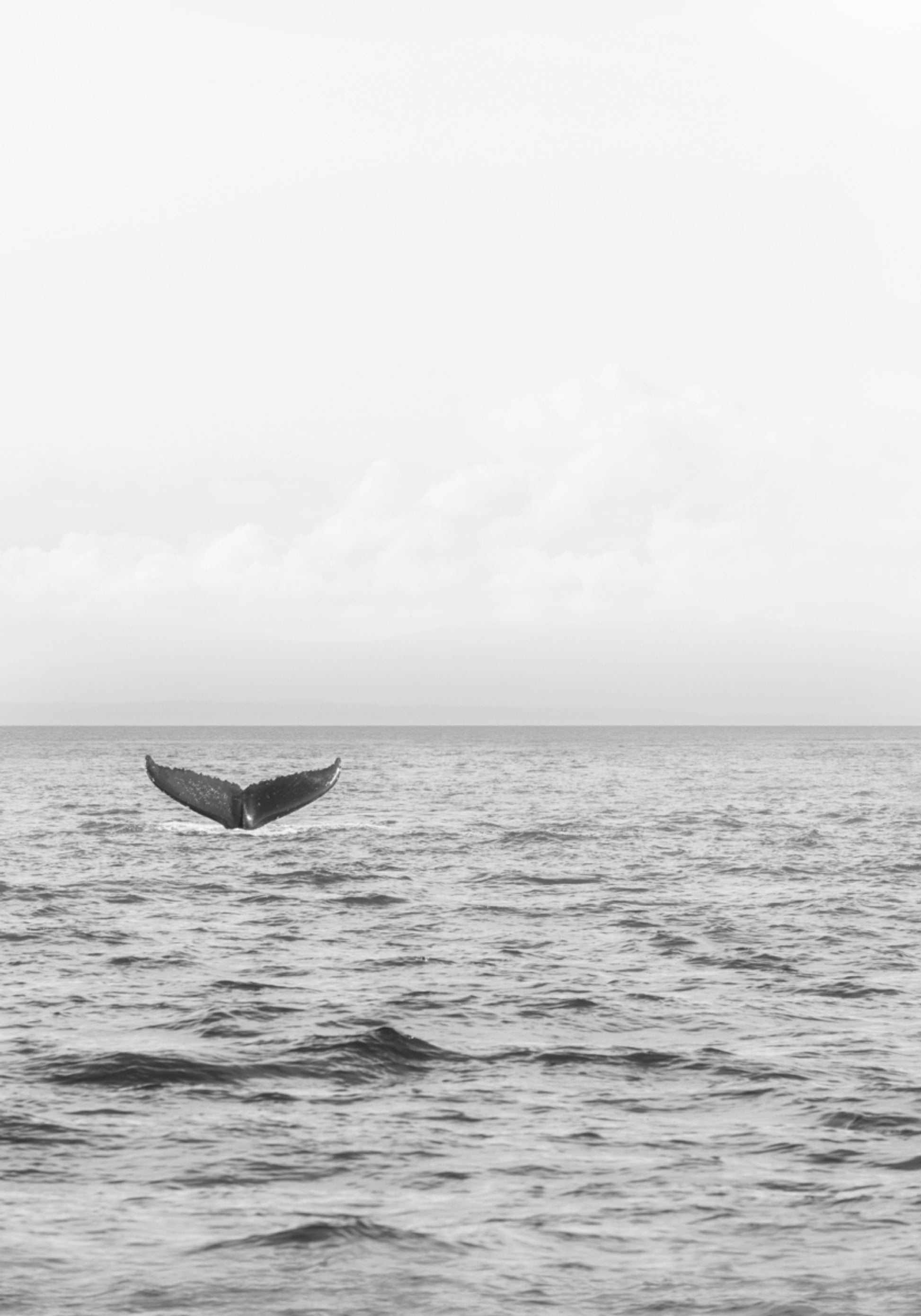 Cauda de Baleia Oceânica