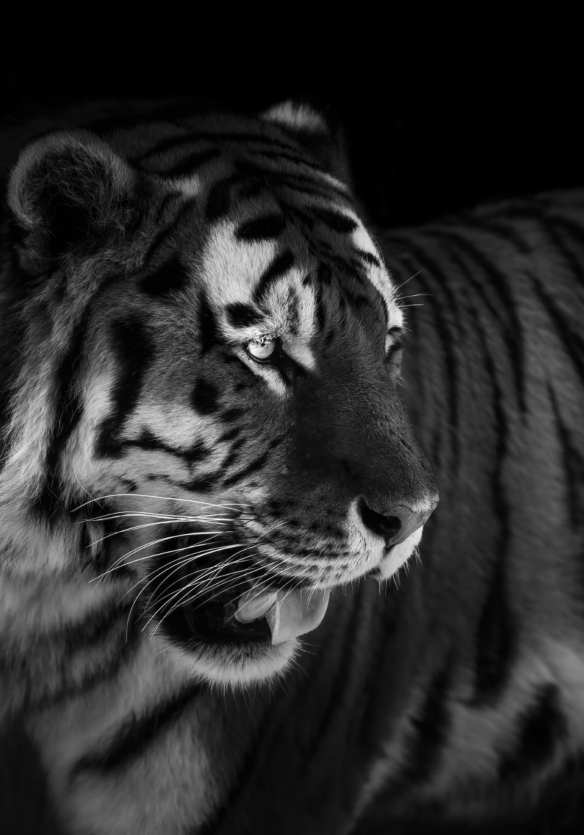 Retrato de tigre feroz