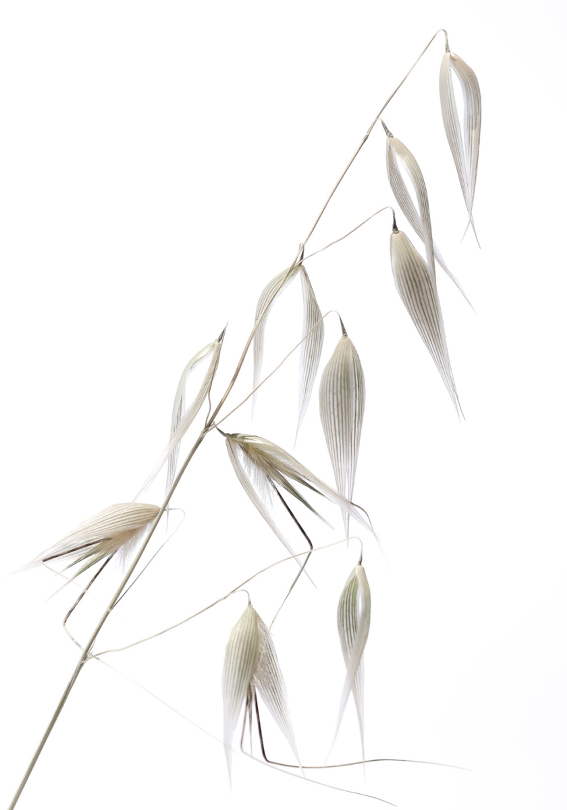 Grãos Delicados de Aveia