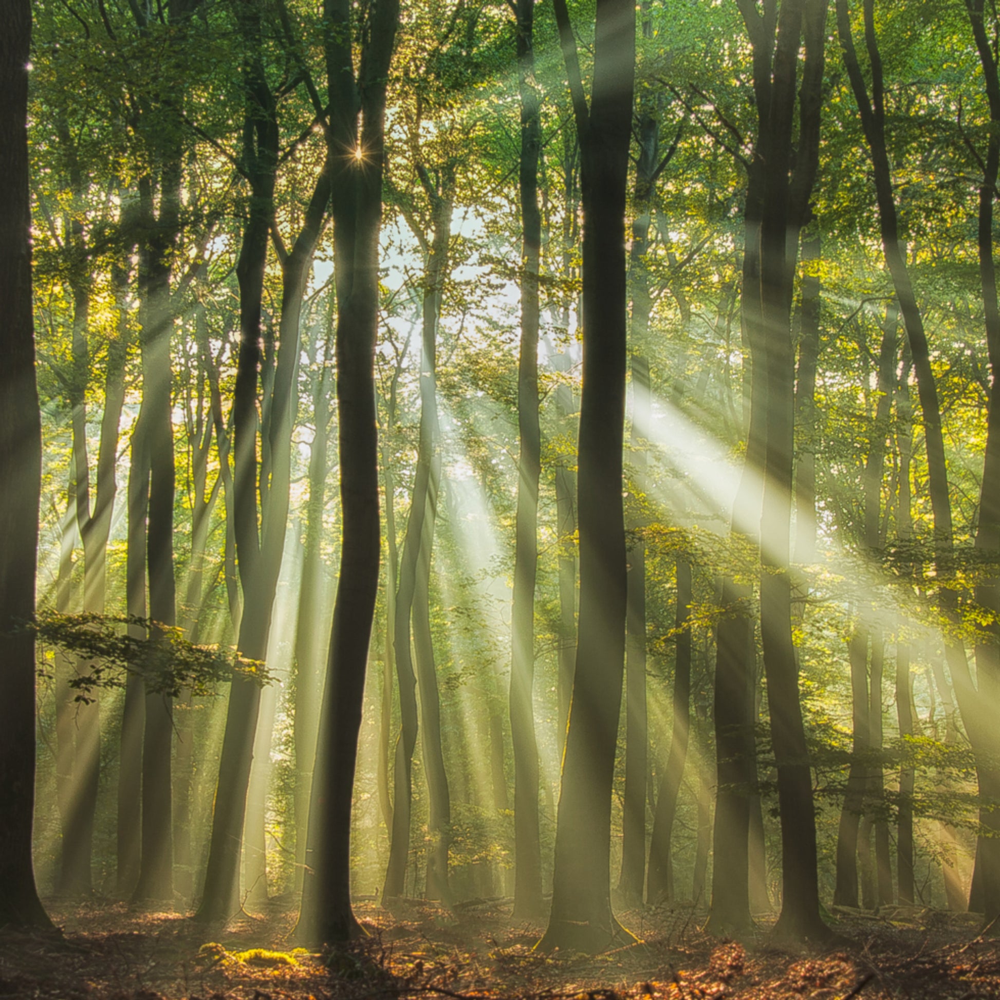 Floresta iluminada pelo sol da manhã enevoada