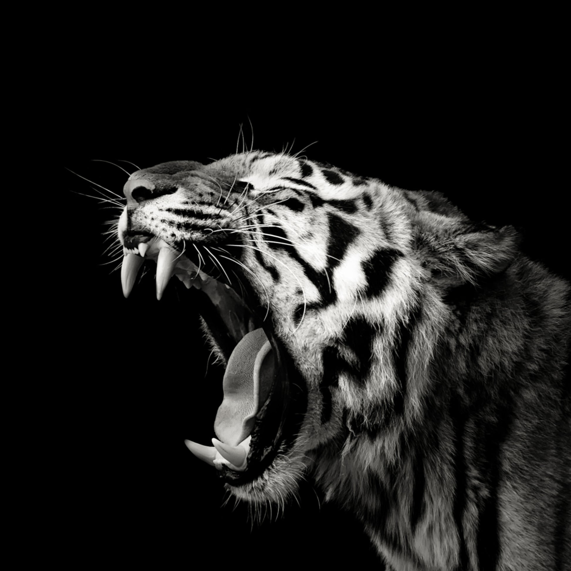 Retrato de tigre rugindo