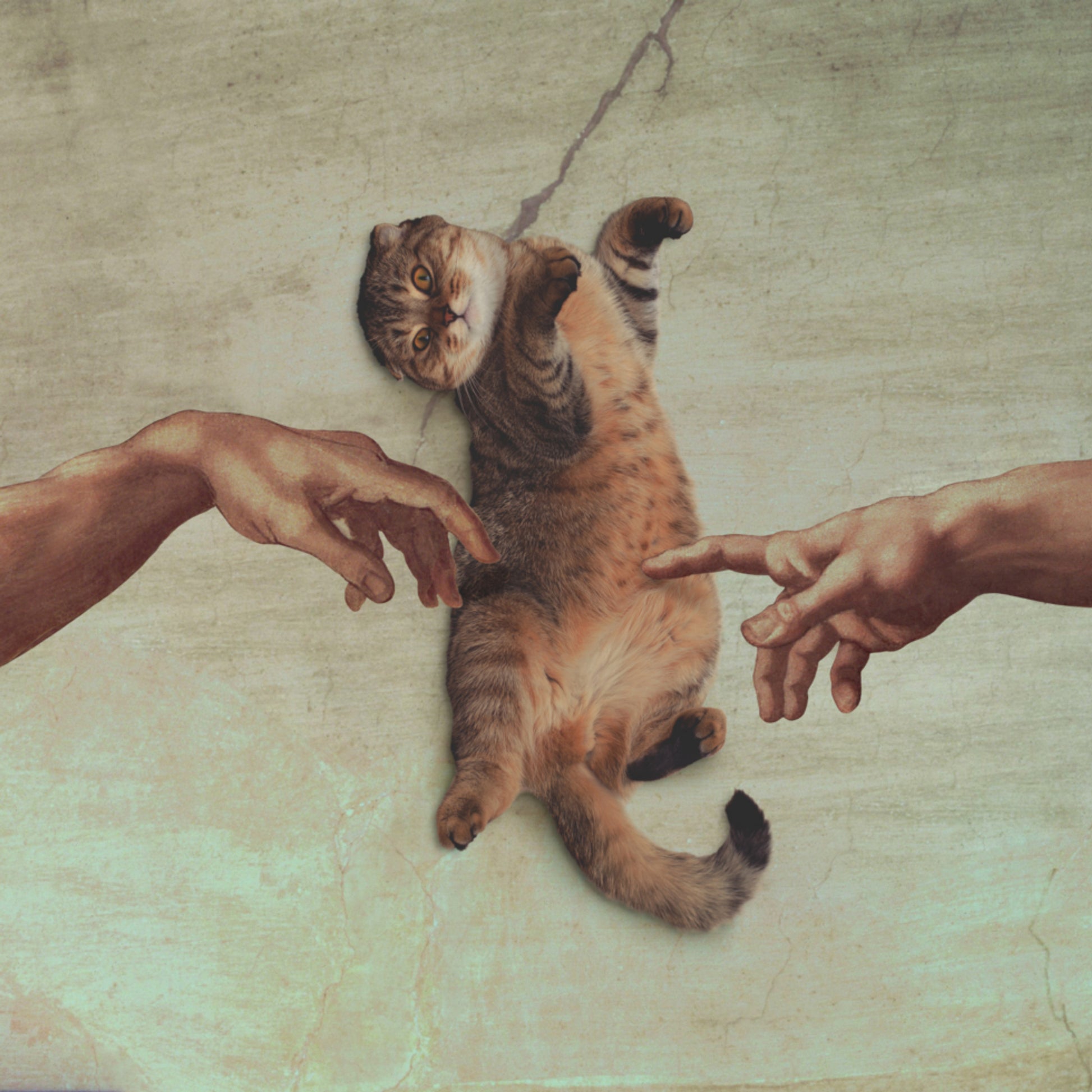 A Criação do Gato