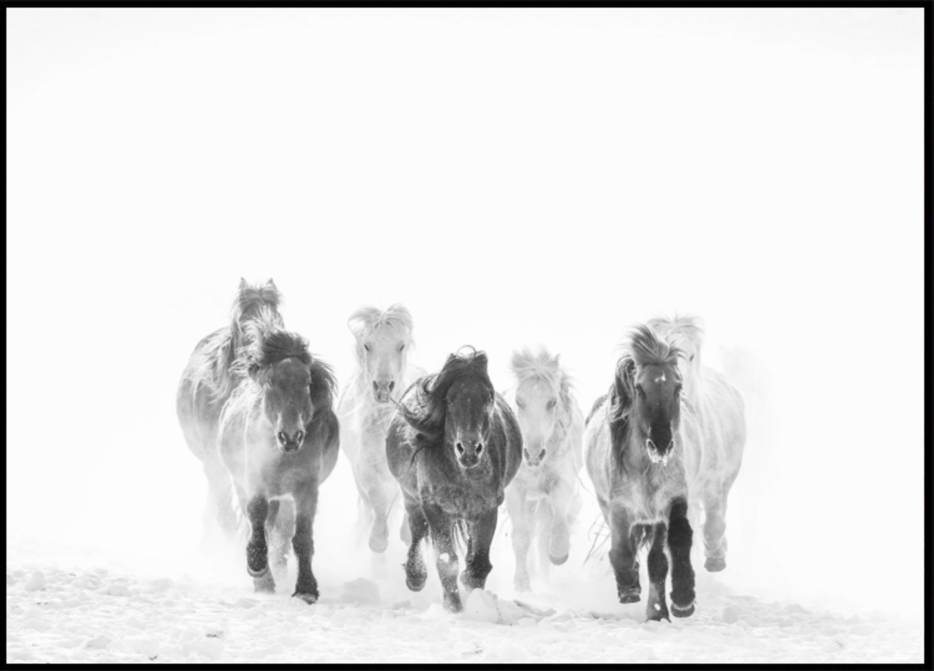 Majestosos cavalos de inverno