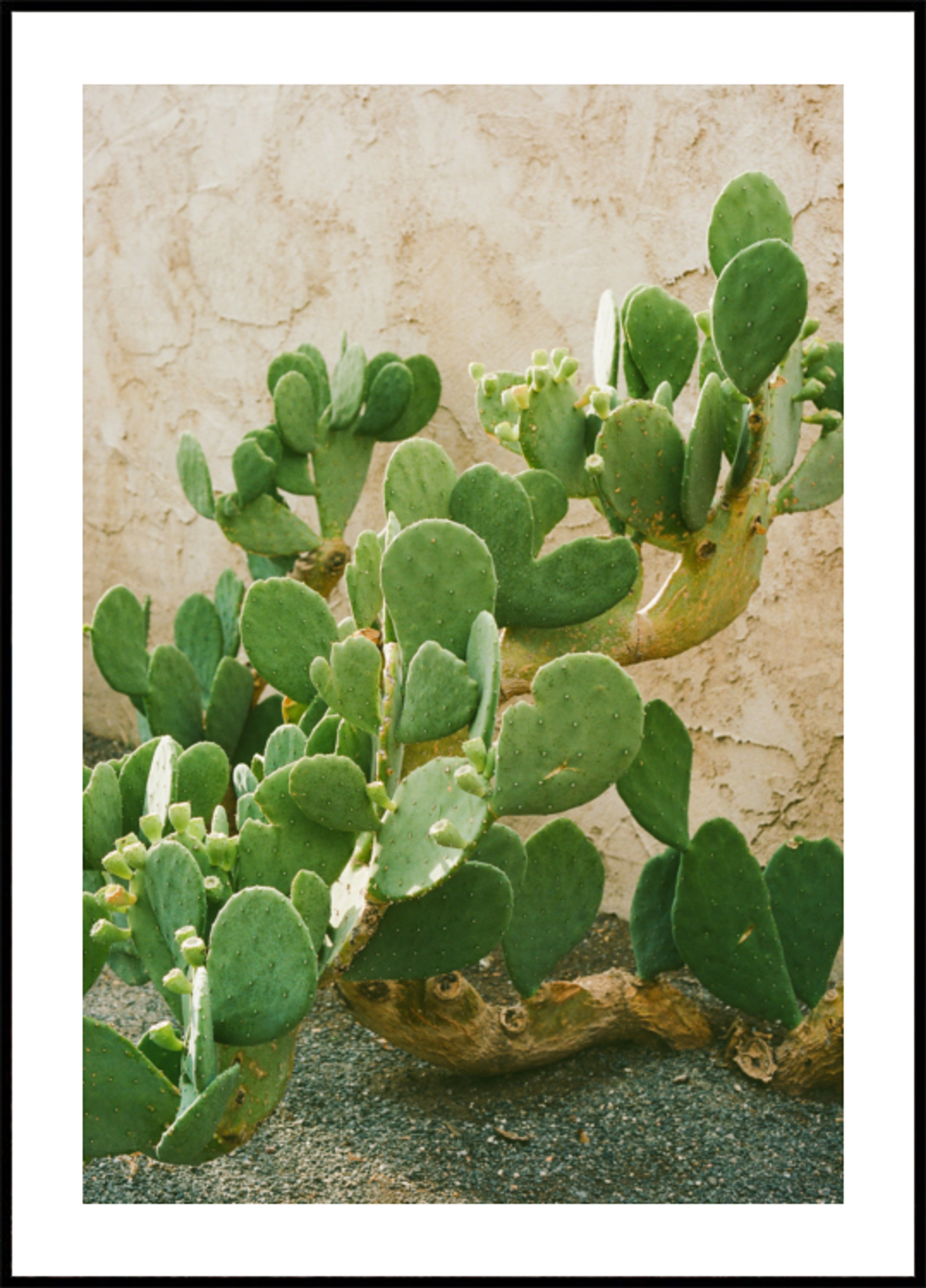 Cacto de pera espinhosa verde