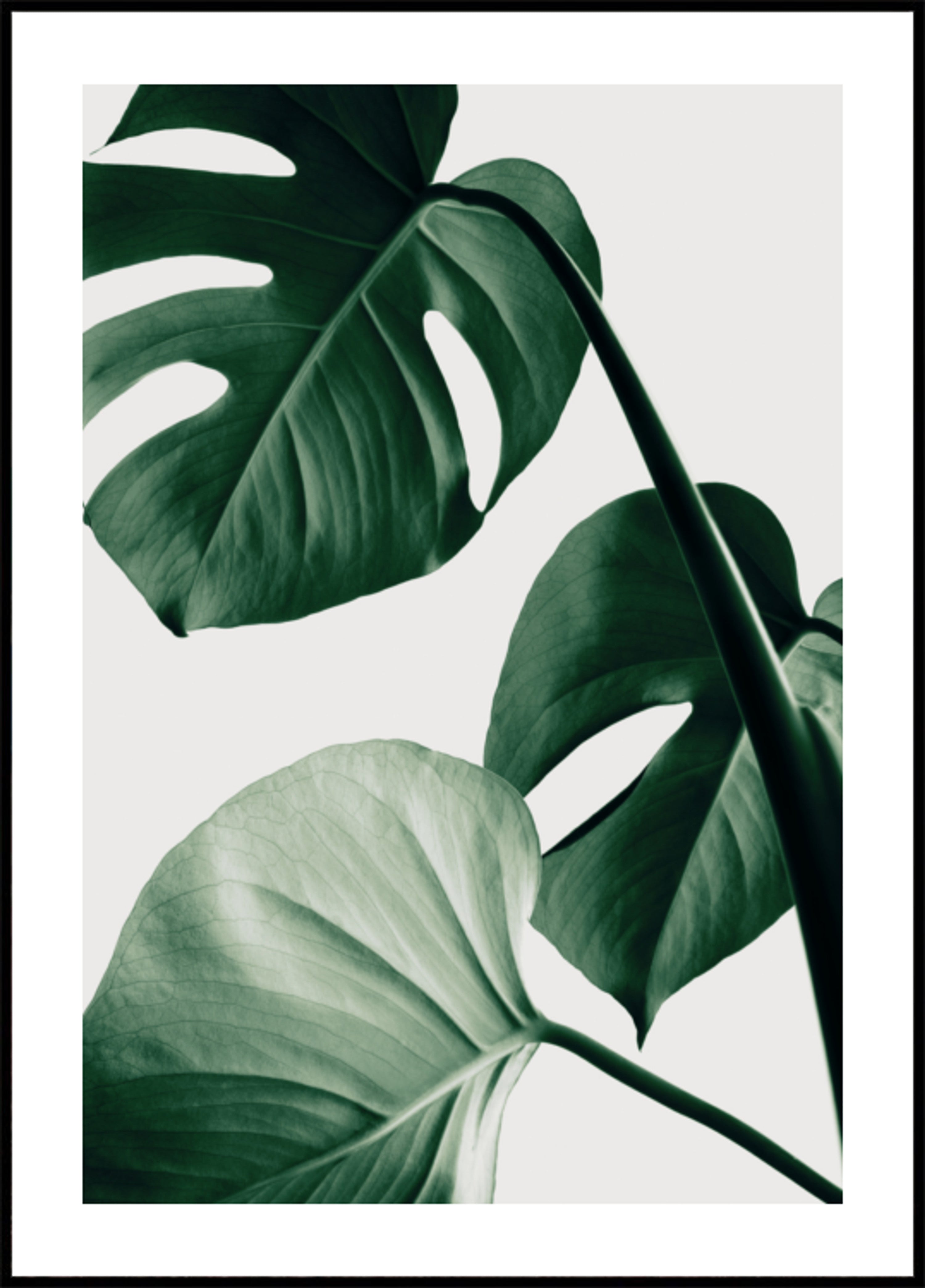 Folhas exuberantes de Monstera