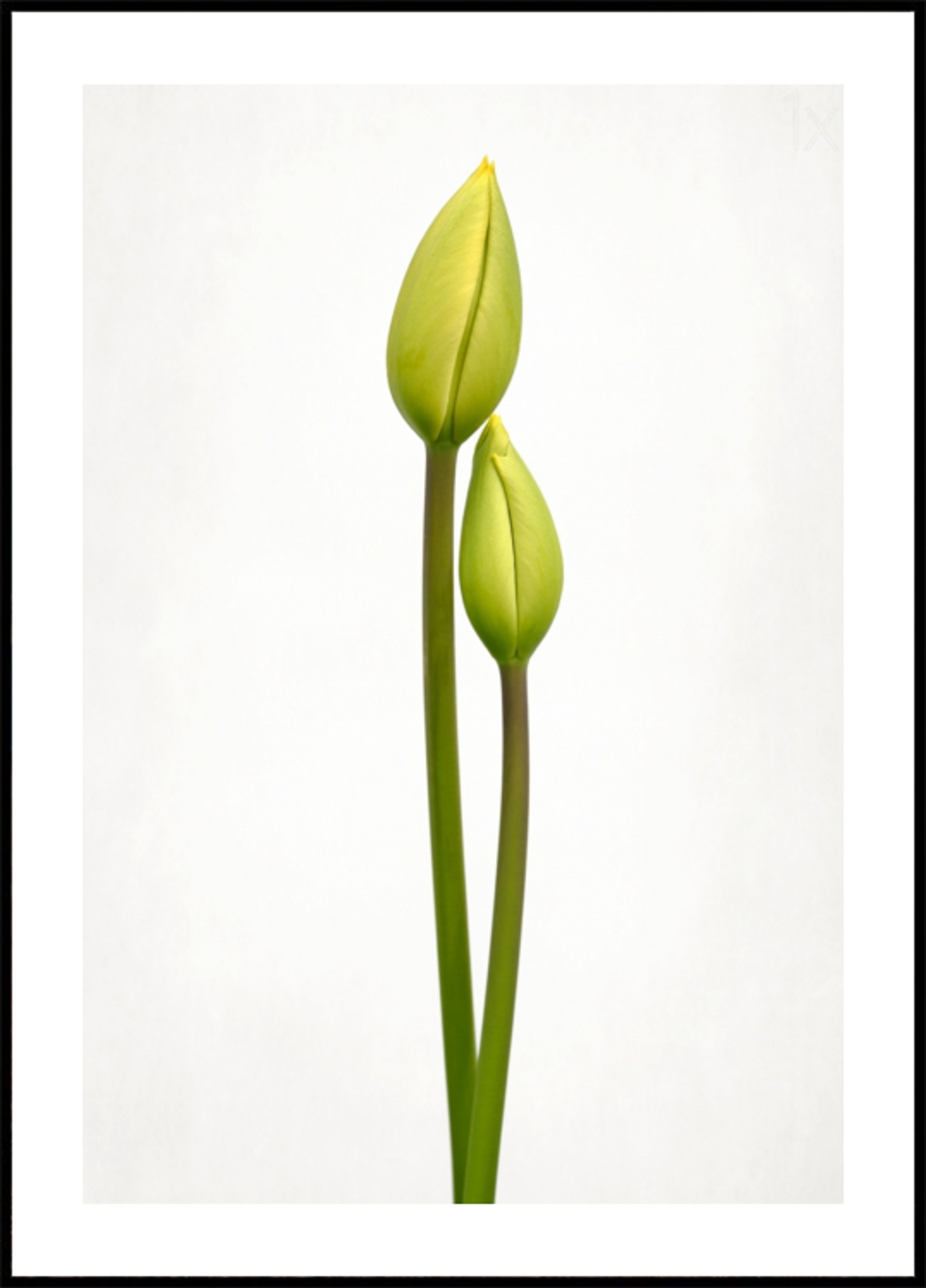 Botões de tulipa verde