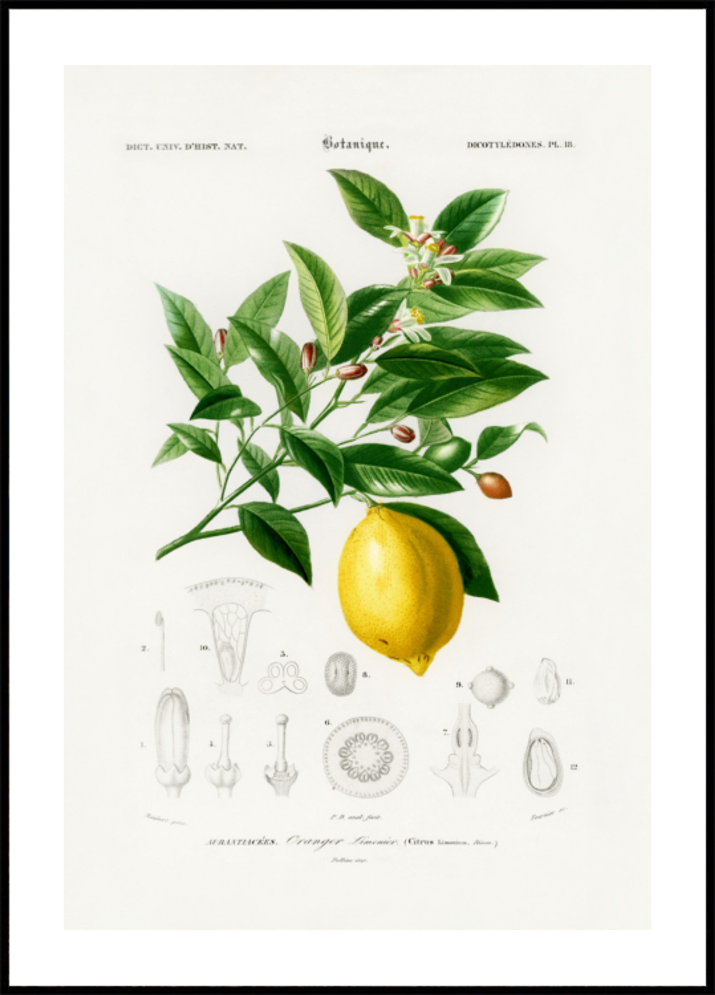 Limão (citrus Limonium)