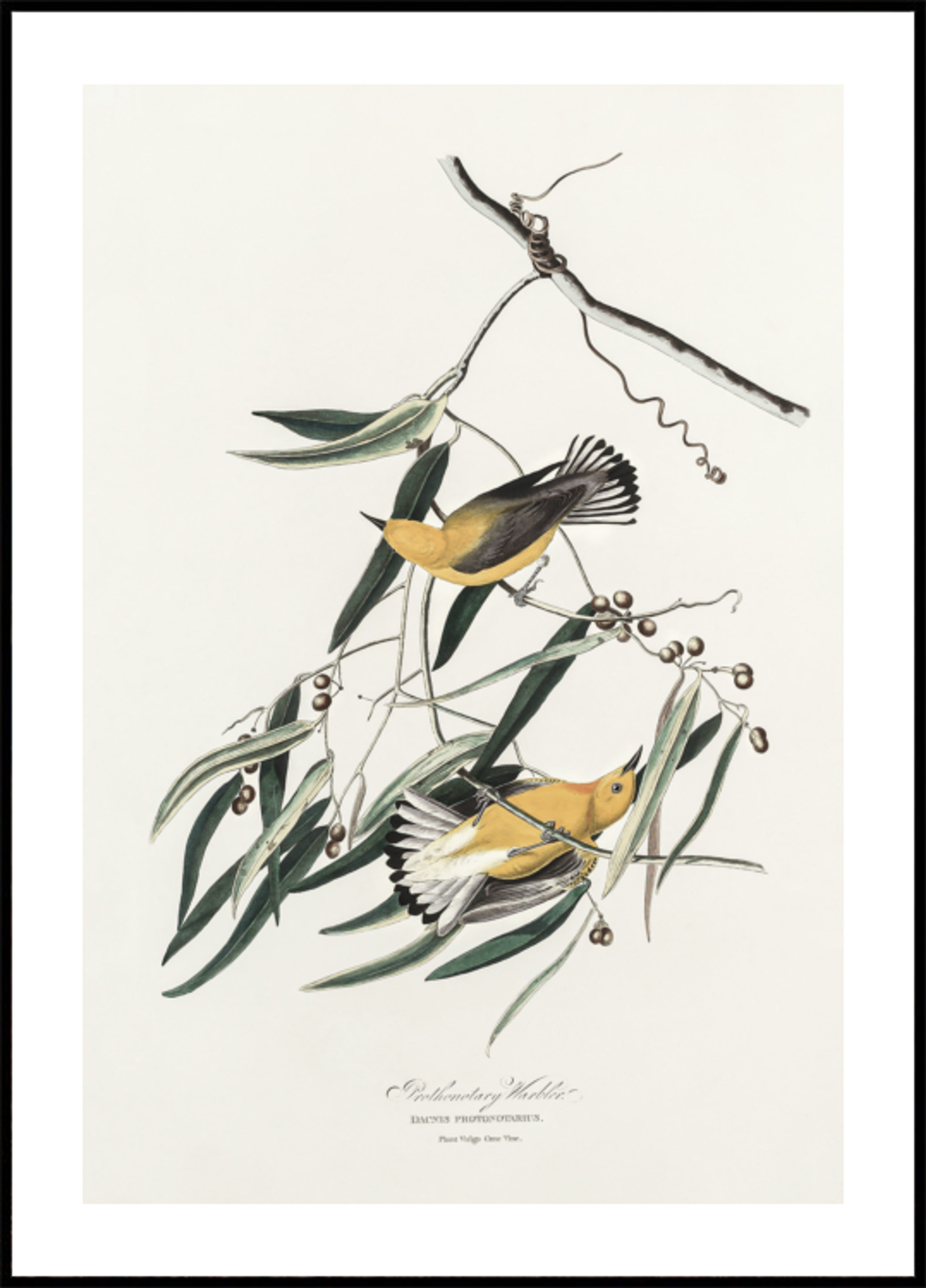 Toutinegra protonotária de Birds of America (1827)