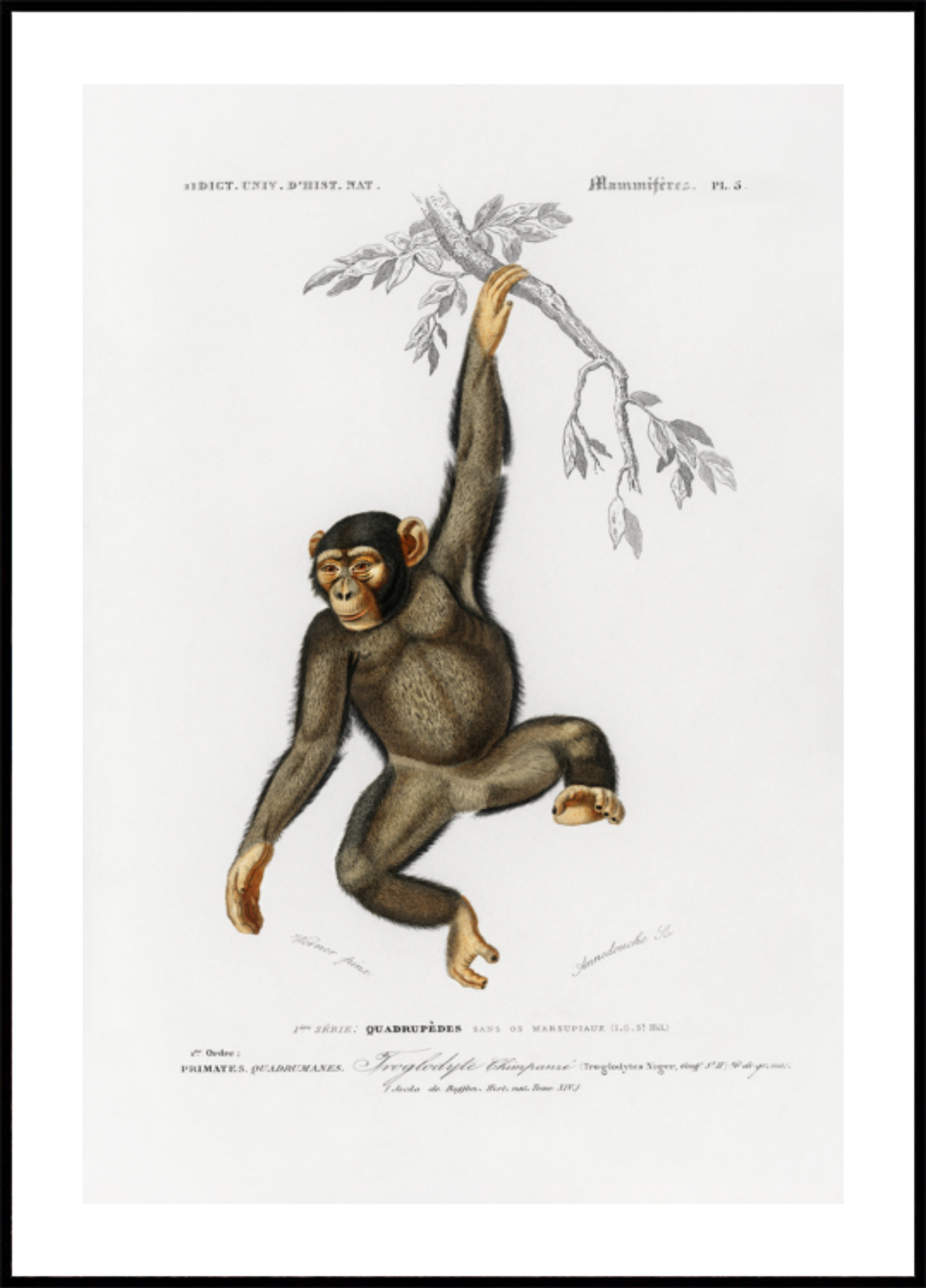 Chimpanzé