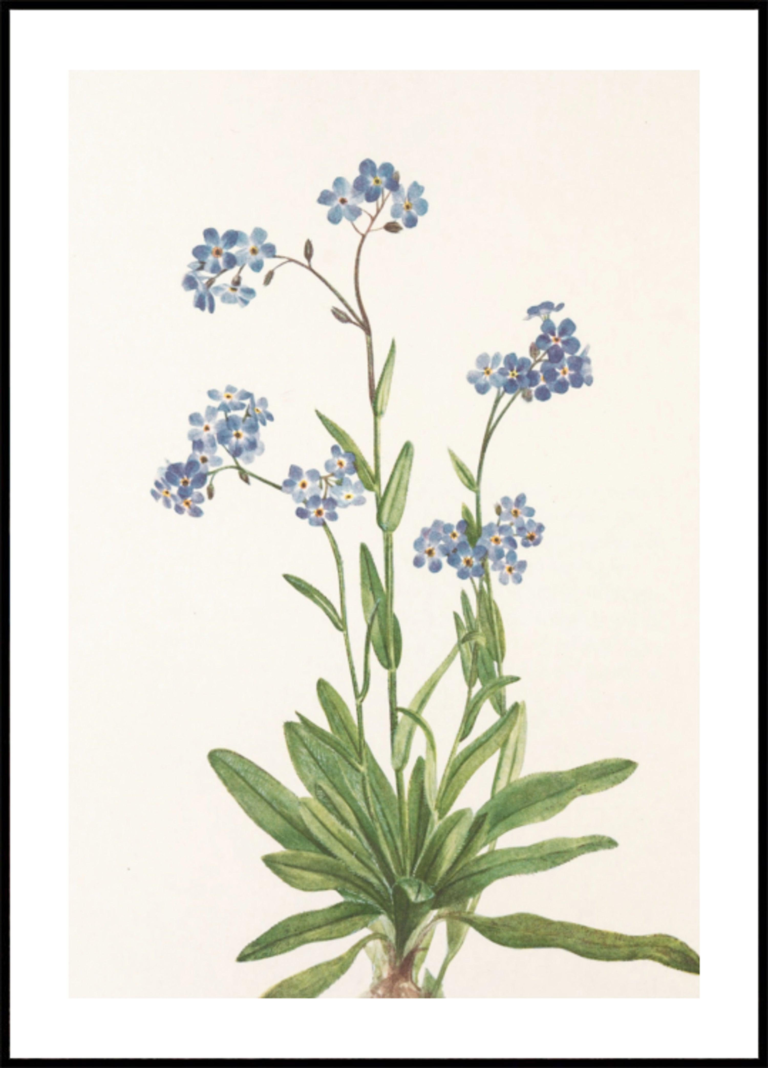 Alpine Forget Me Not From North American Wildflowers (1925) Por Mary Vaux Walcott