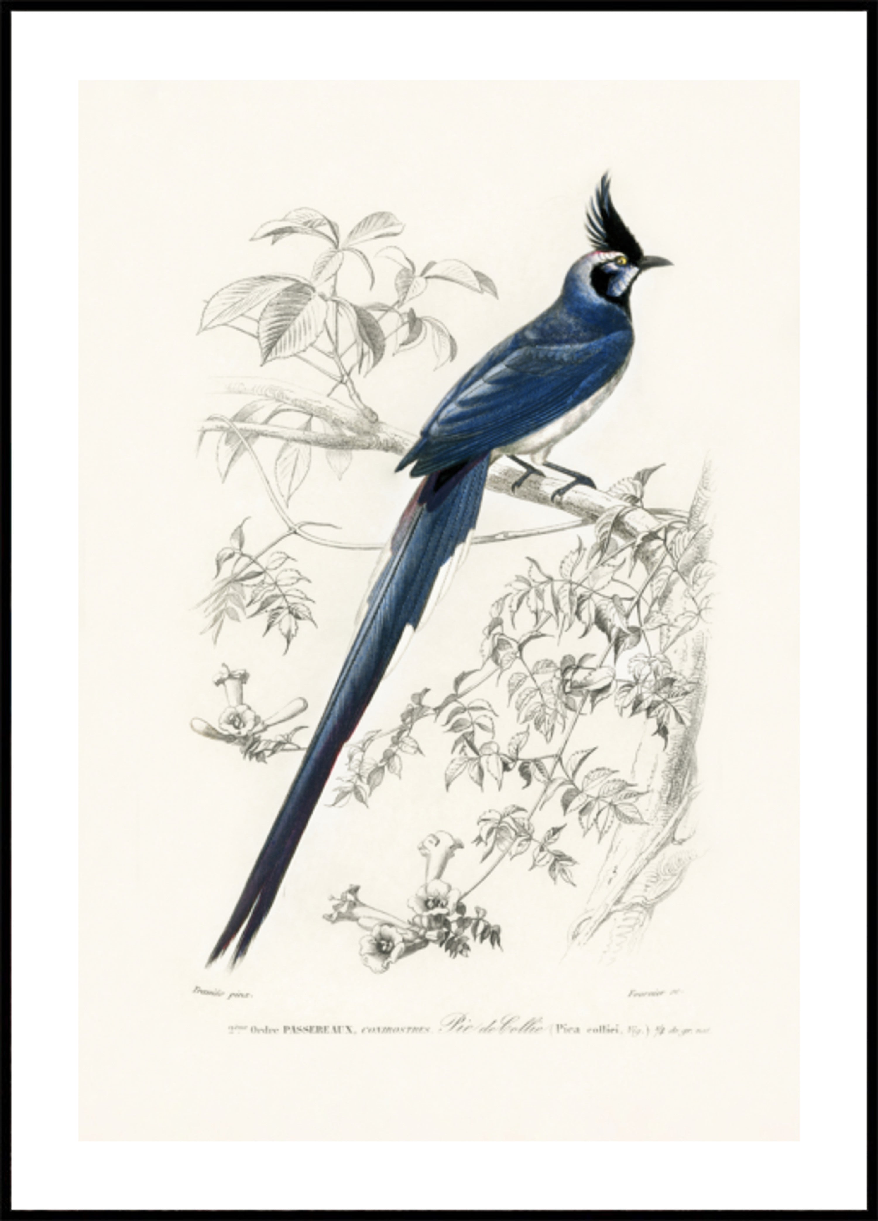 Pega-de-garganta-preta Jay