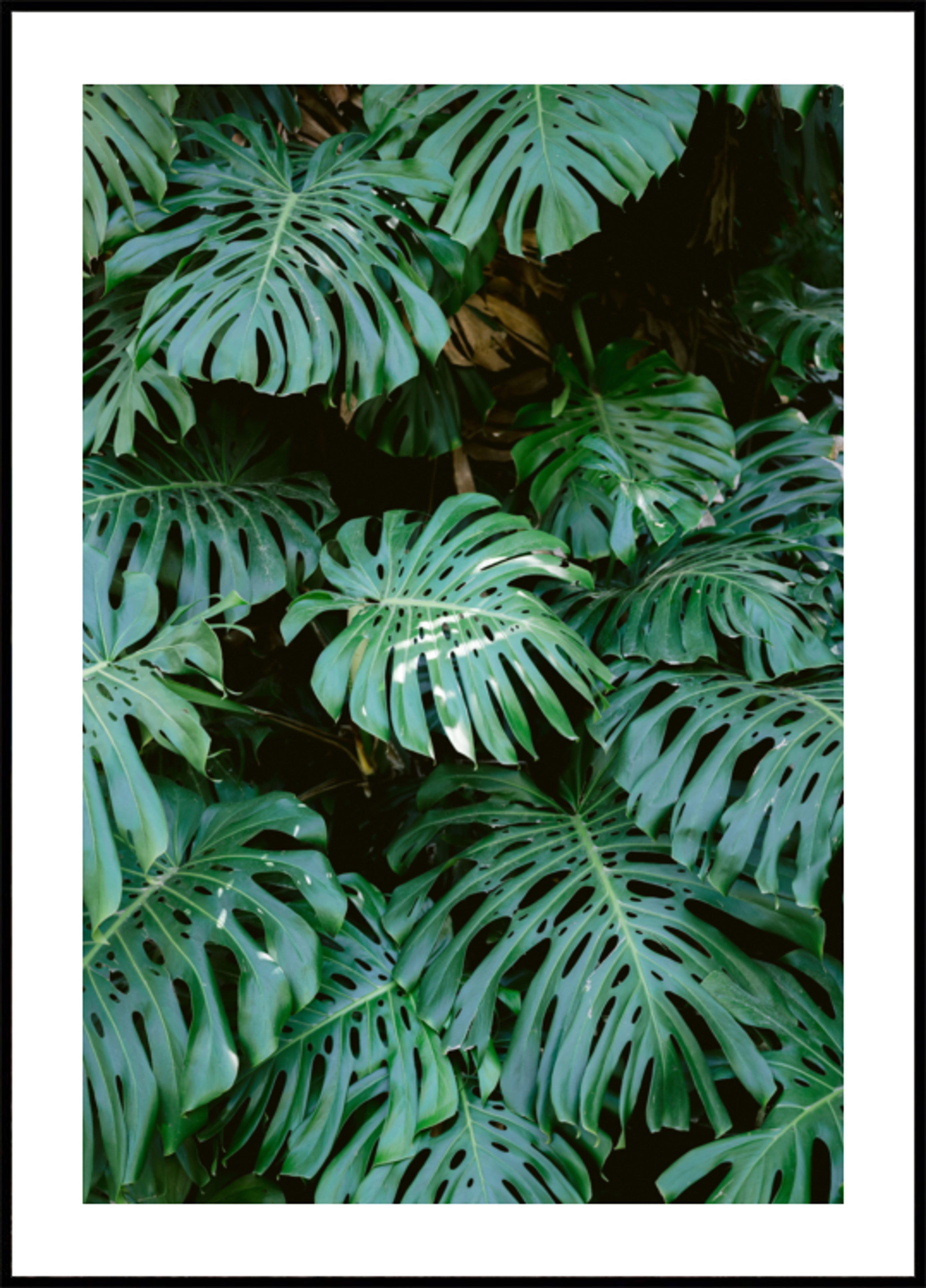 Muralha Monstera em Lisboa