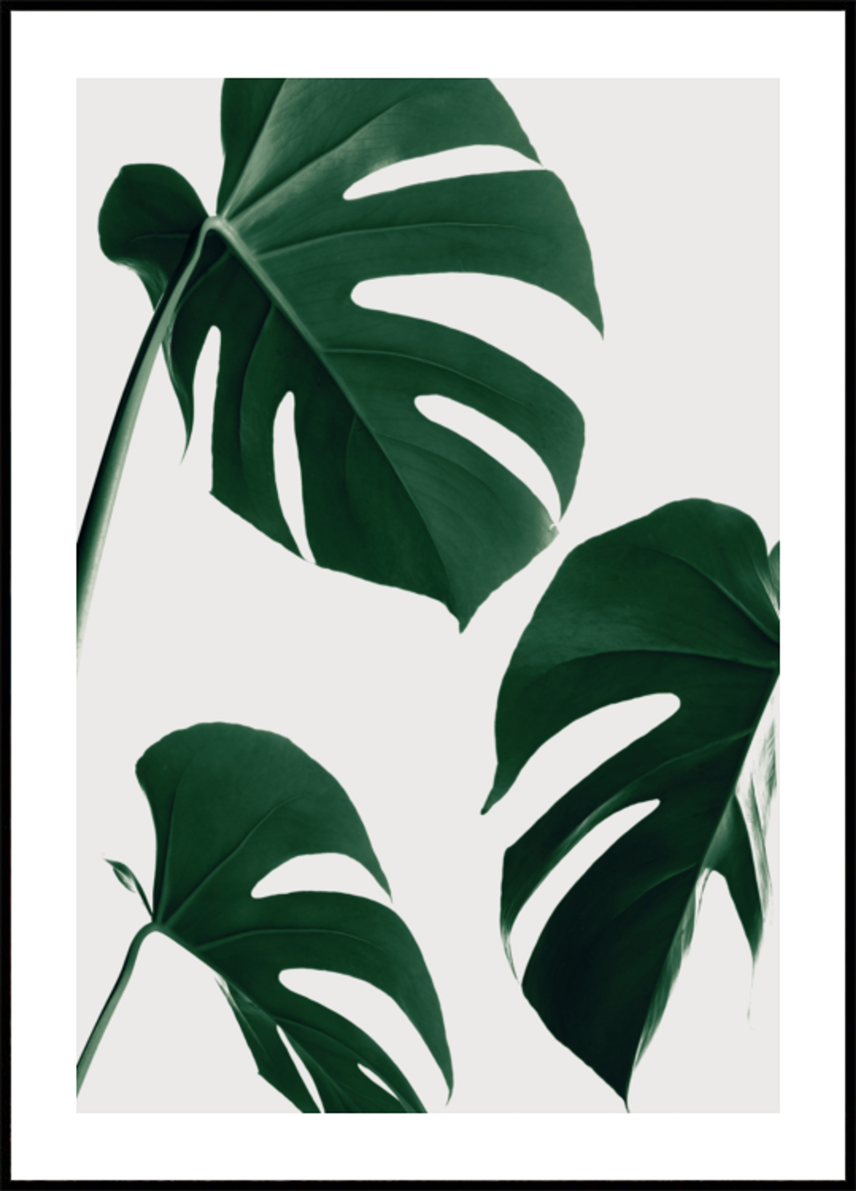 Folhas verdes frescas de Monstera