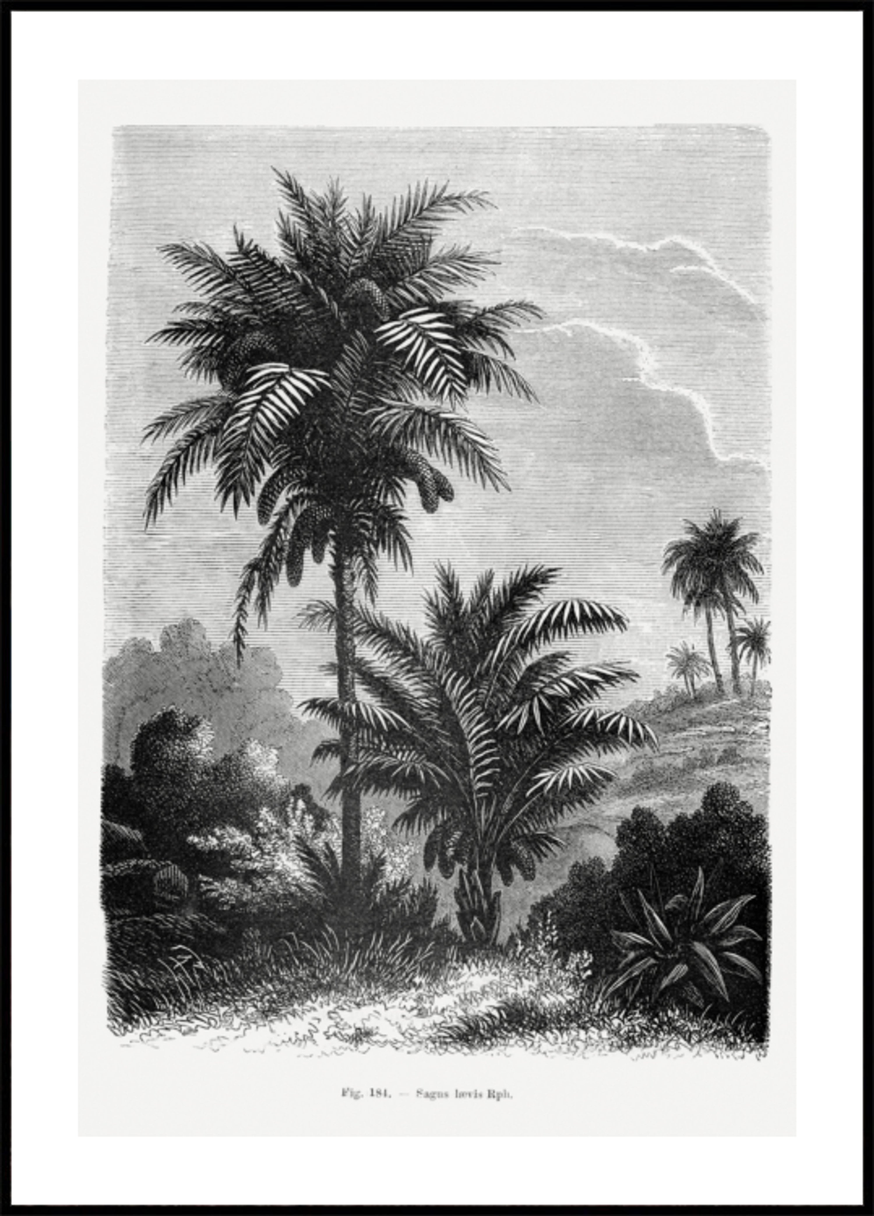 Desenho de palmeira vintage V