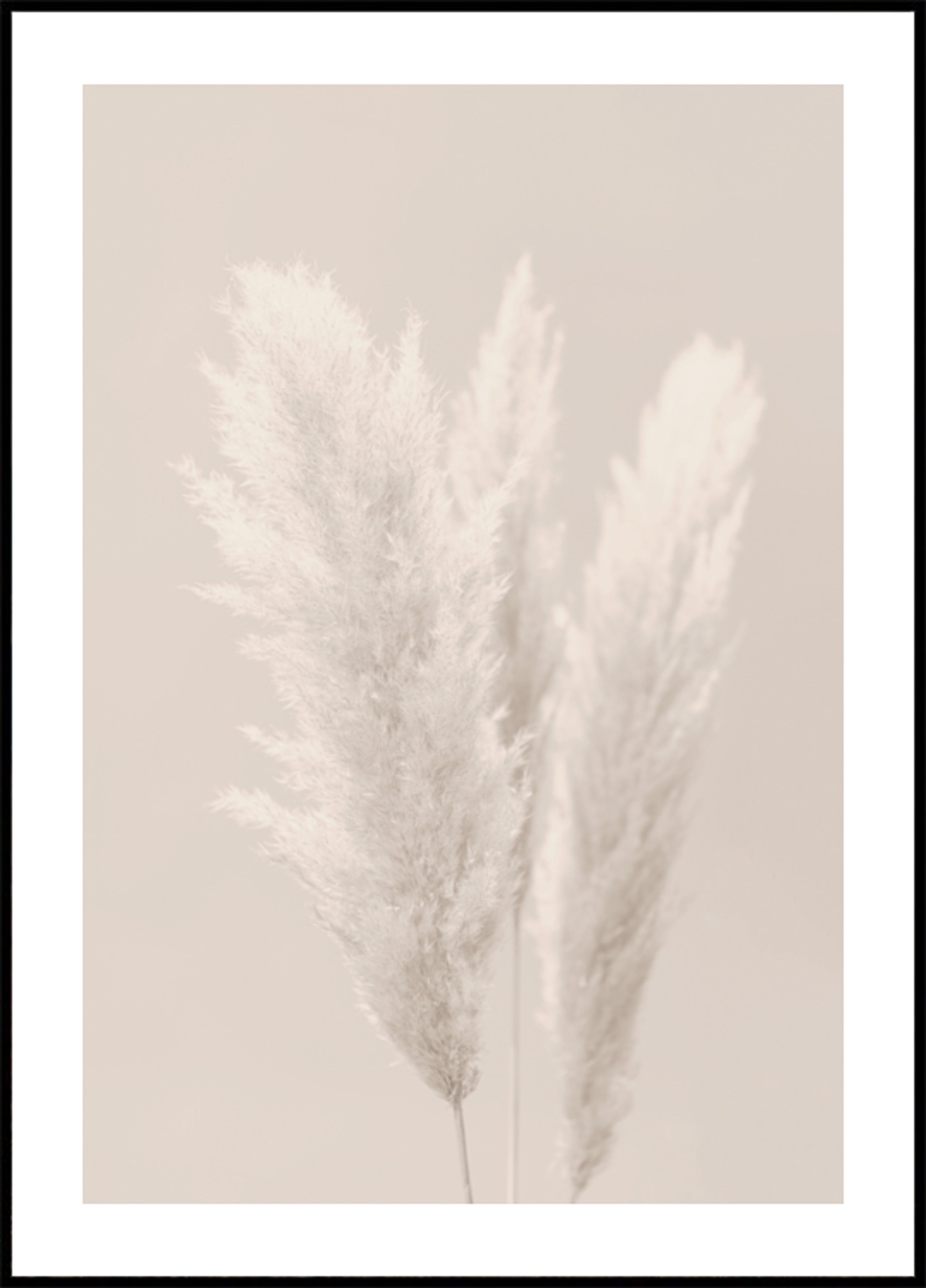 Plumas macias de pampa