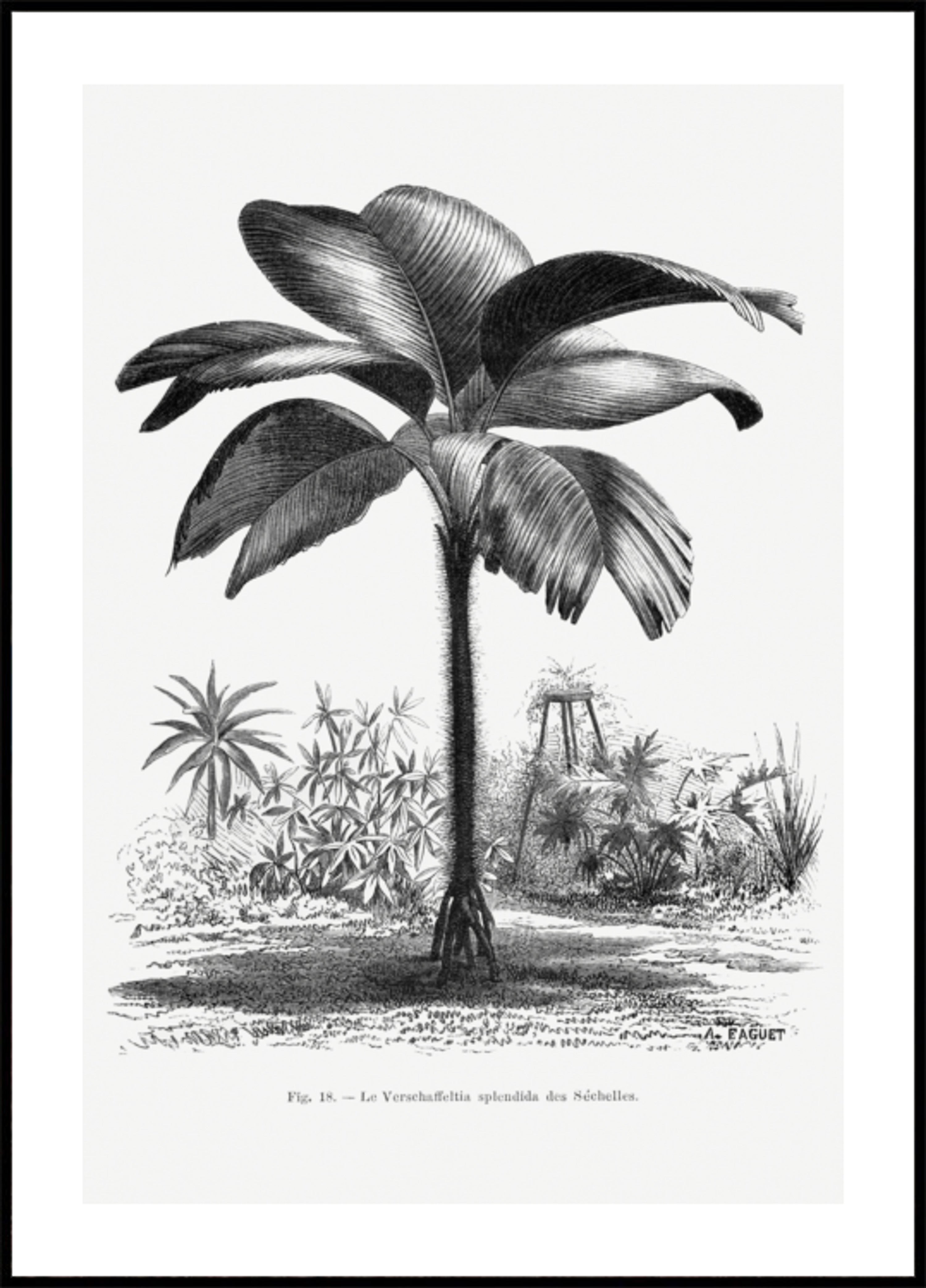 Desenho de palmeira vintage Iii