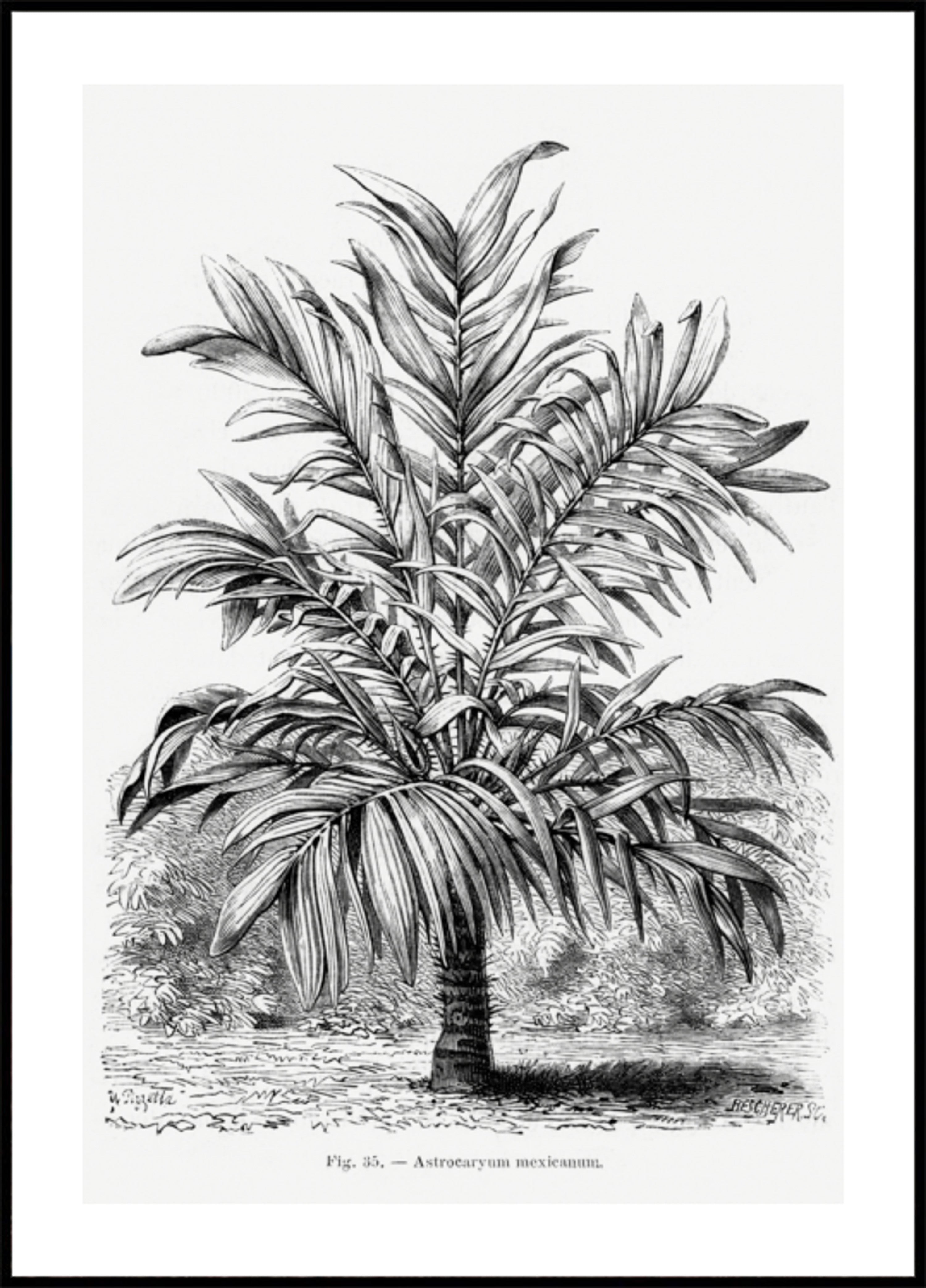 Desenho de palmeira vintage Ix