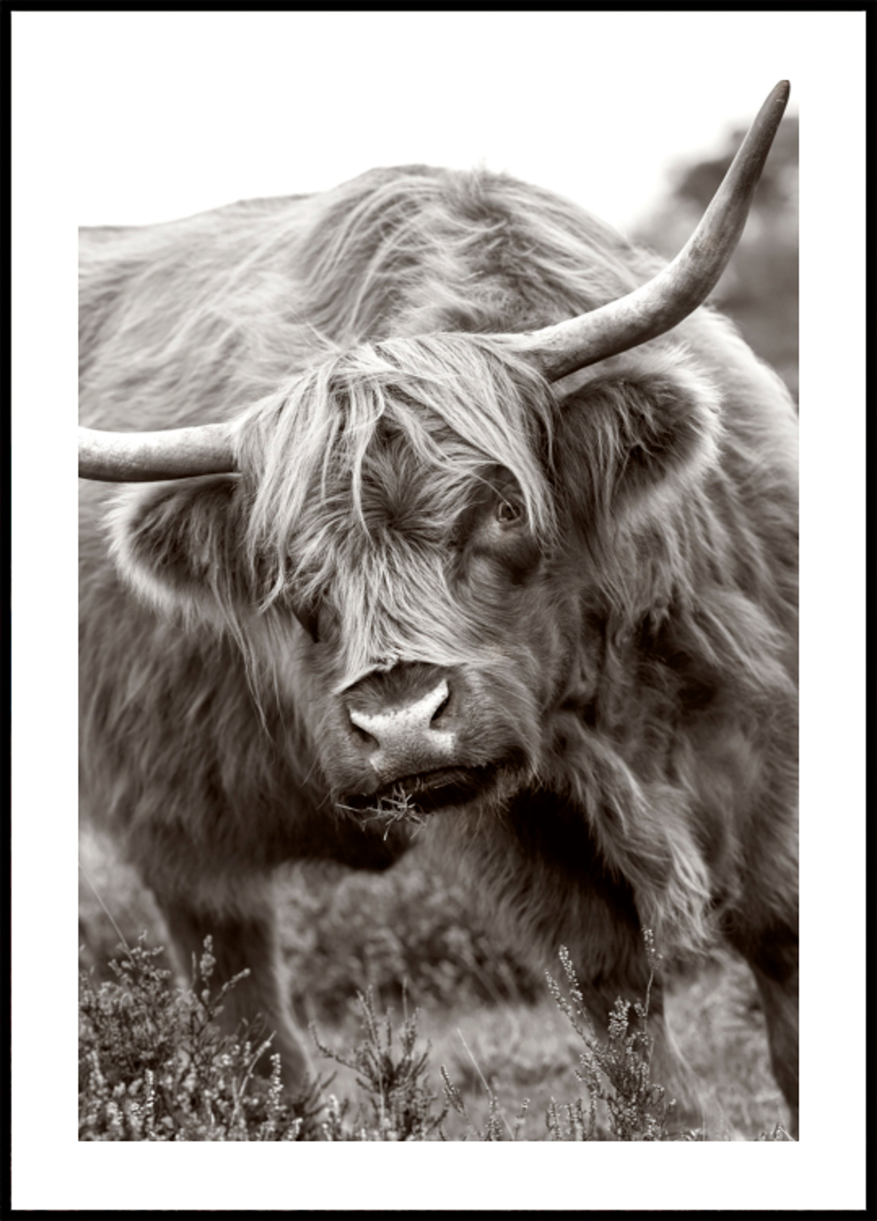 Vaca Majestosa das Terras Altas