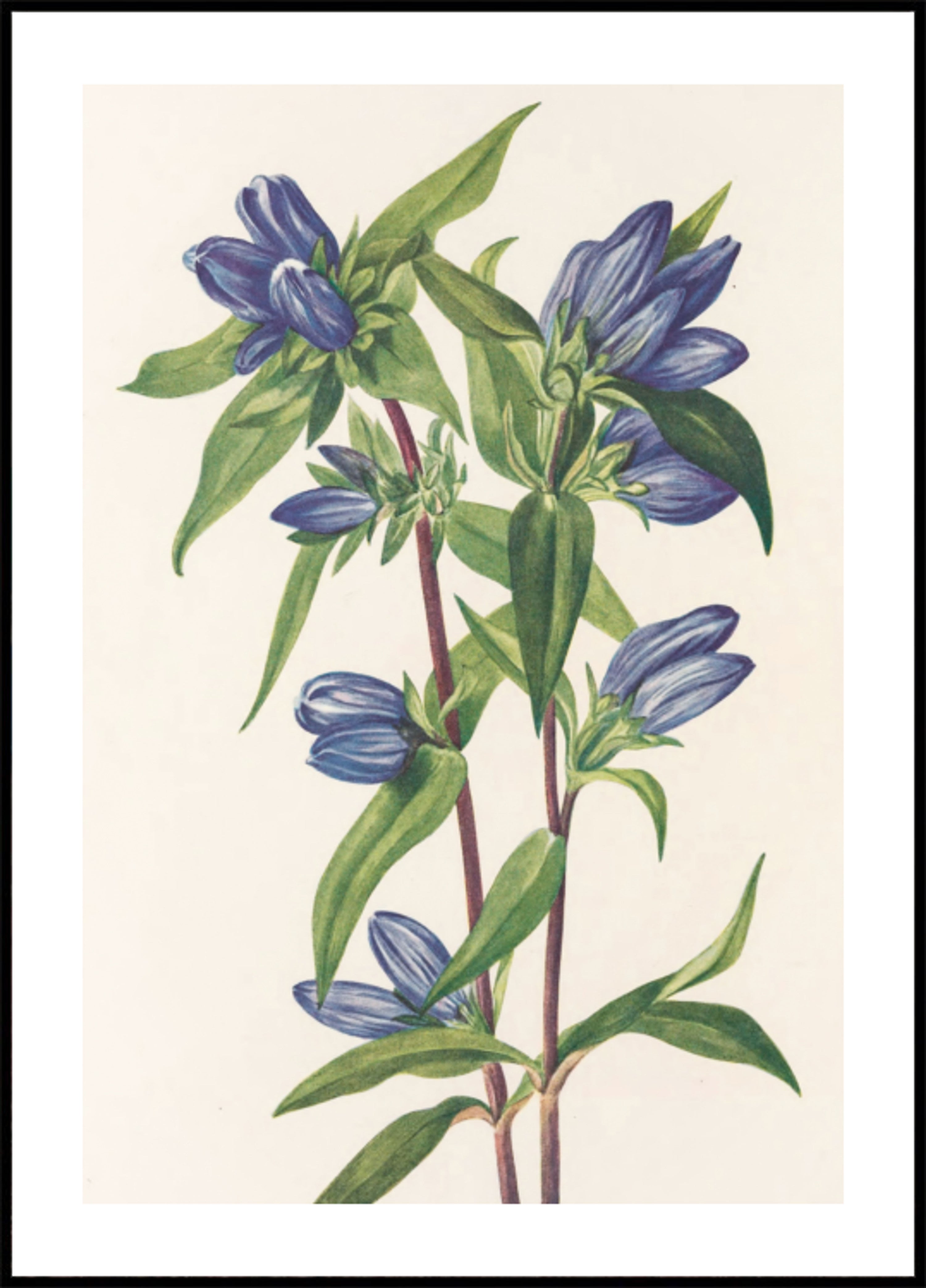 Garrafa de genciana de flores silvestres da América do Norte (1925), de Mary Vaux Walcott