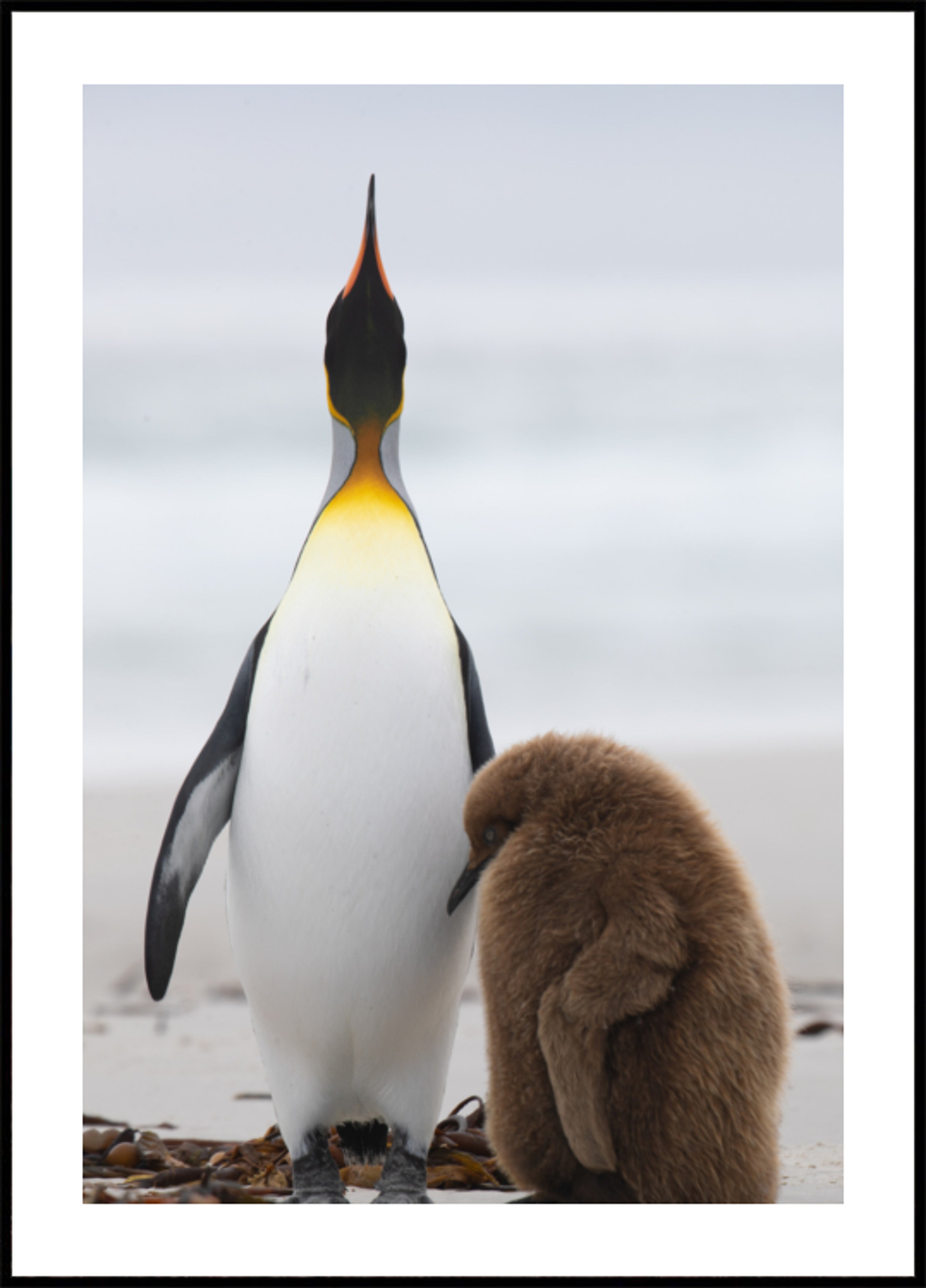 Família de pinguins na praia