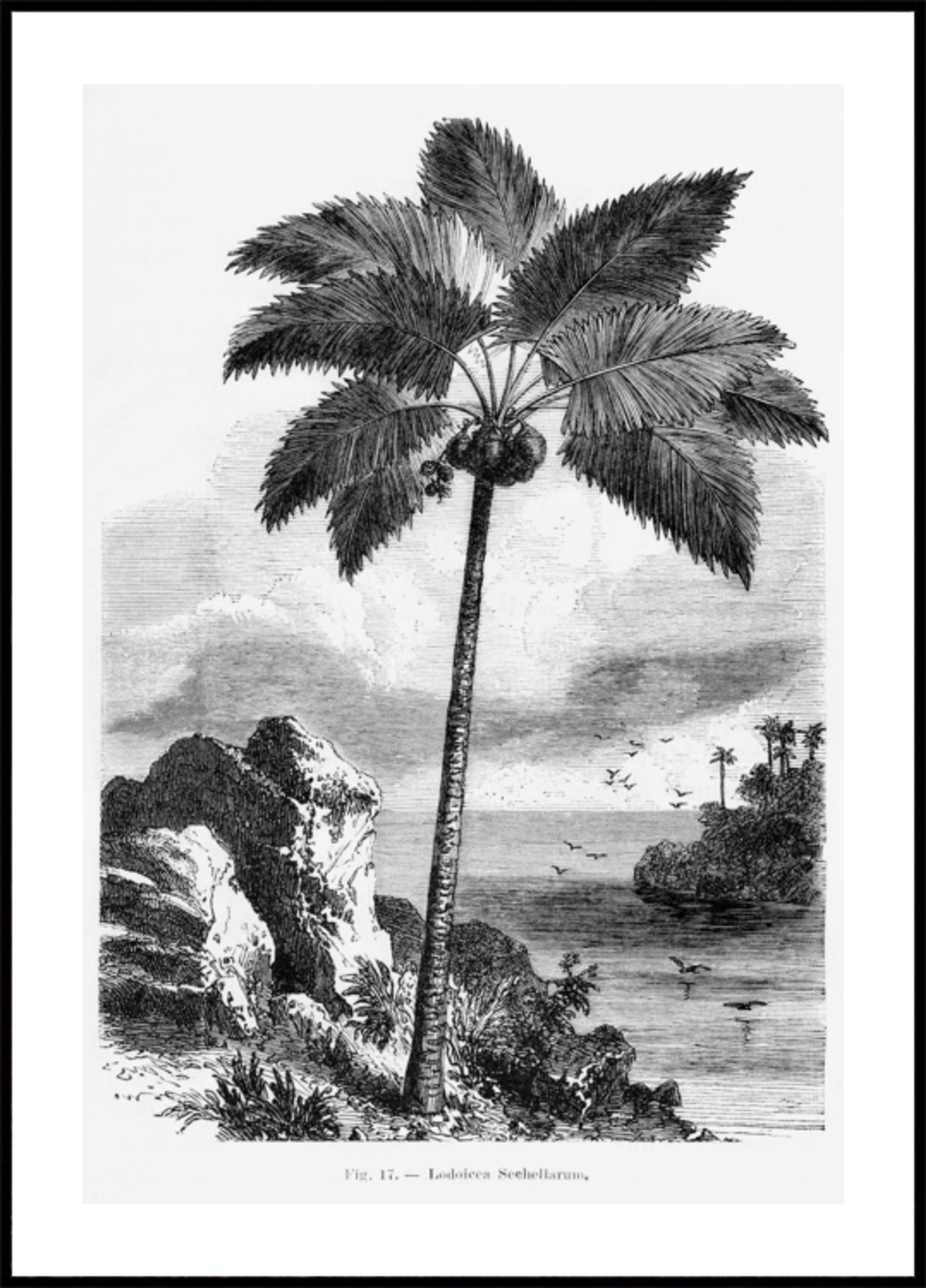 Desenho de palmeira vintage I