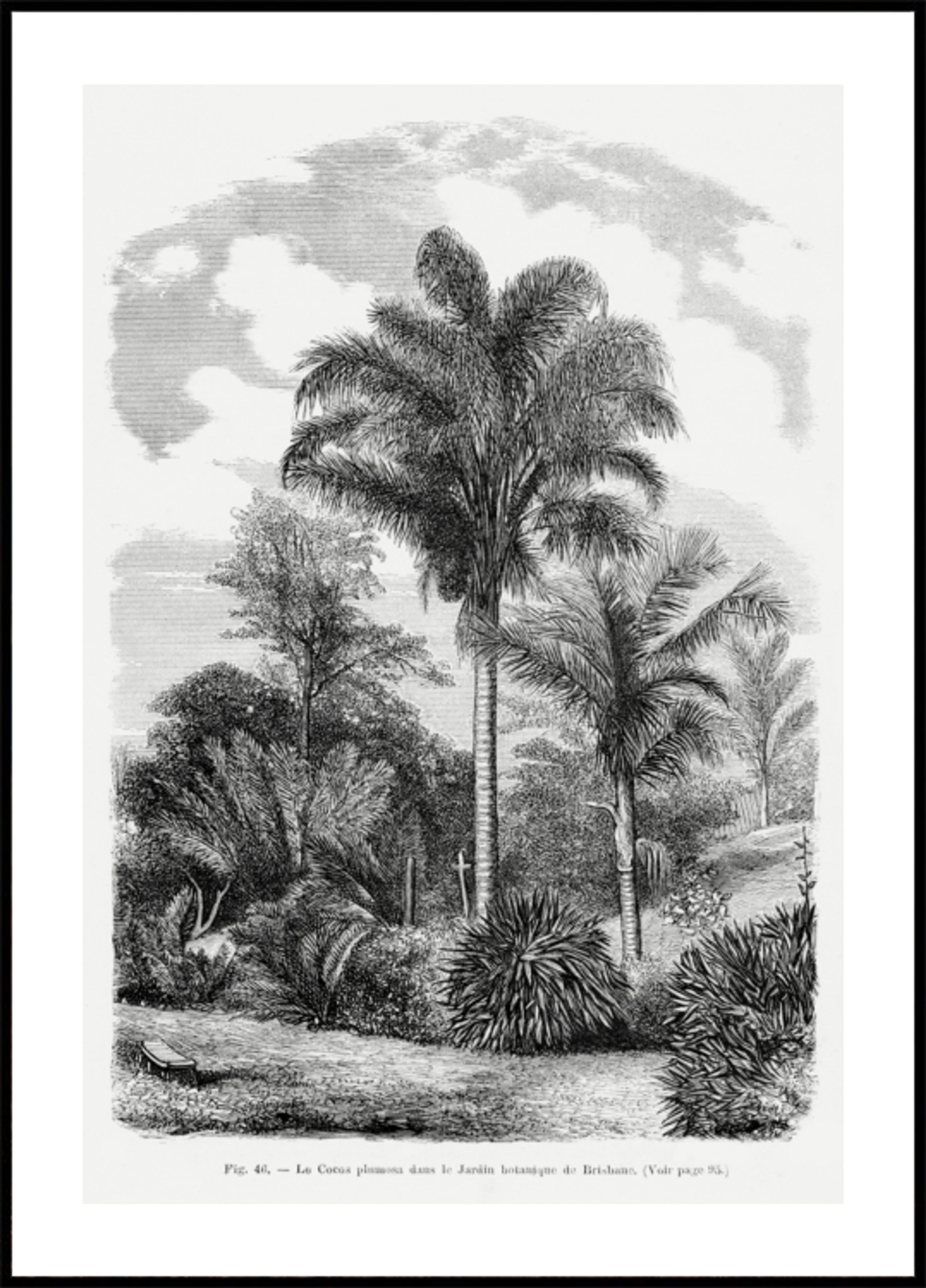 Desenho de palmeira vintage Vi